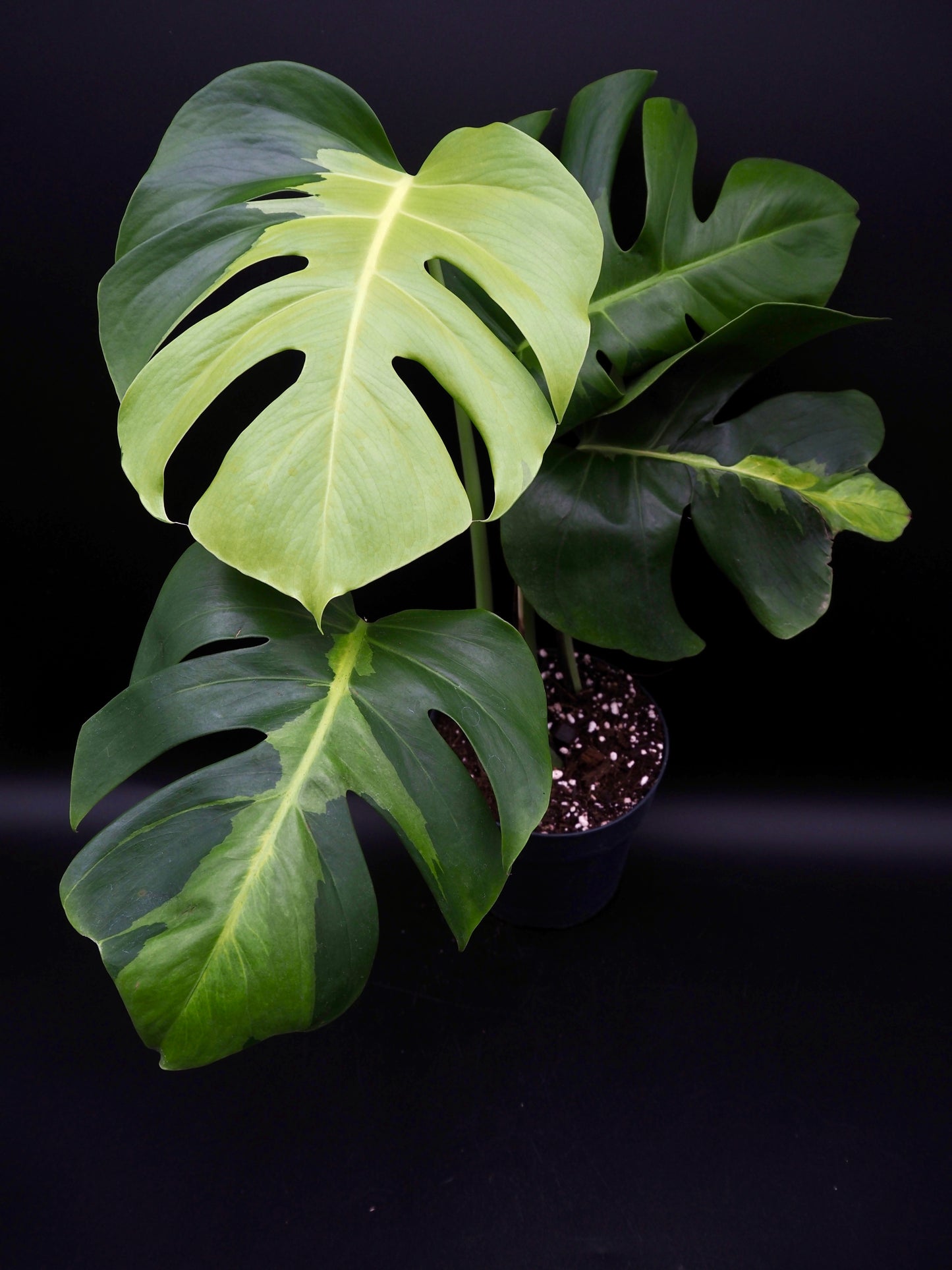 Monstera White Lava