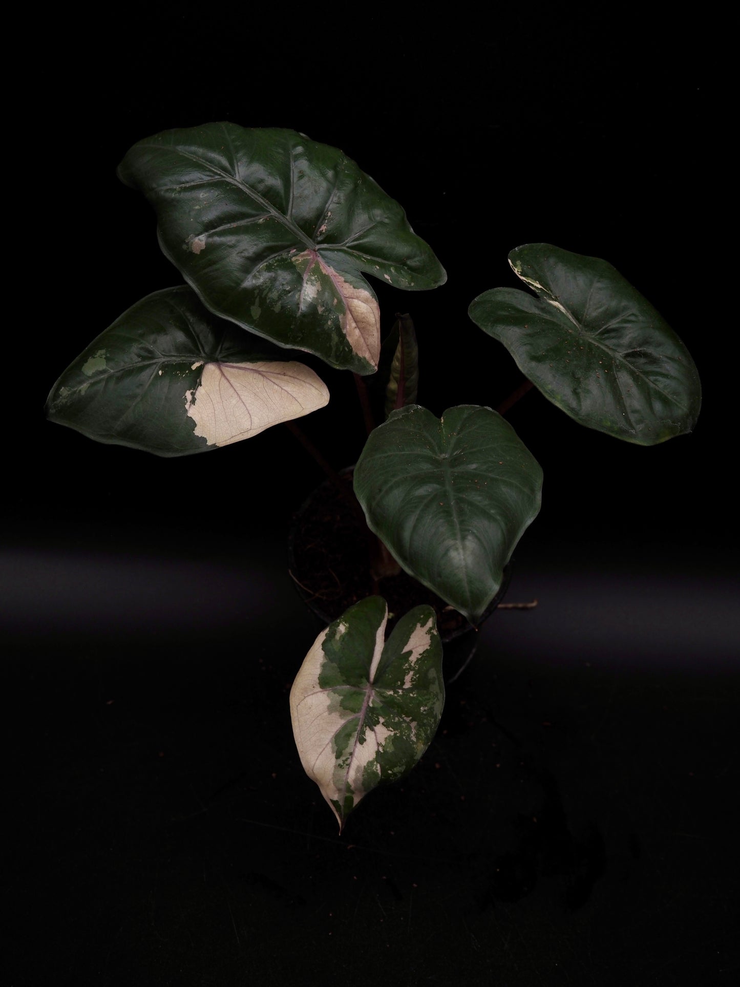 Alocasia Yucatan Princess Pink