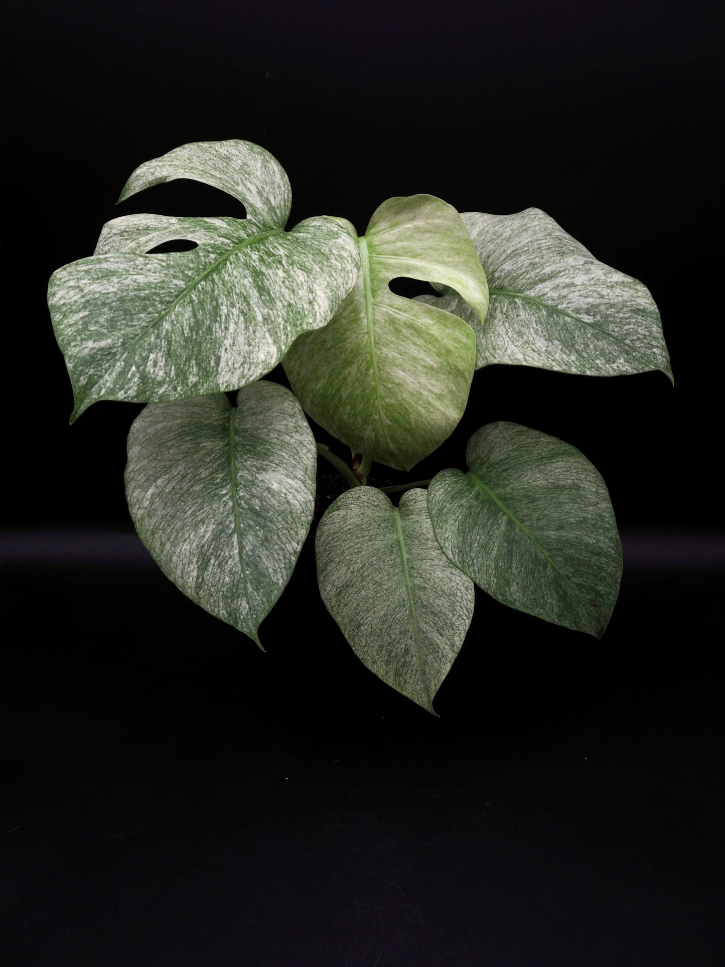 Monstera Jungle Full Mint