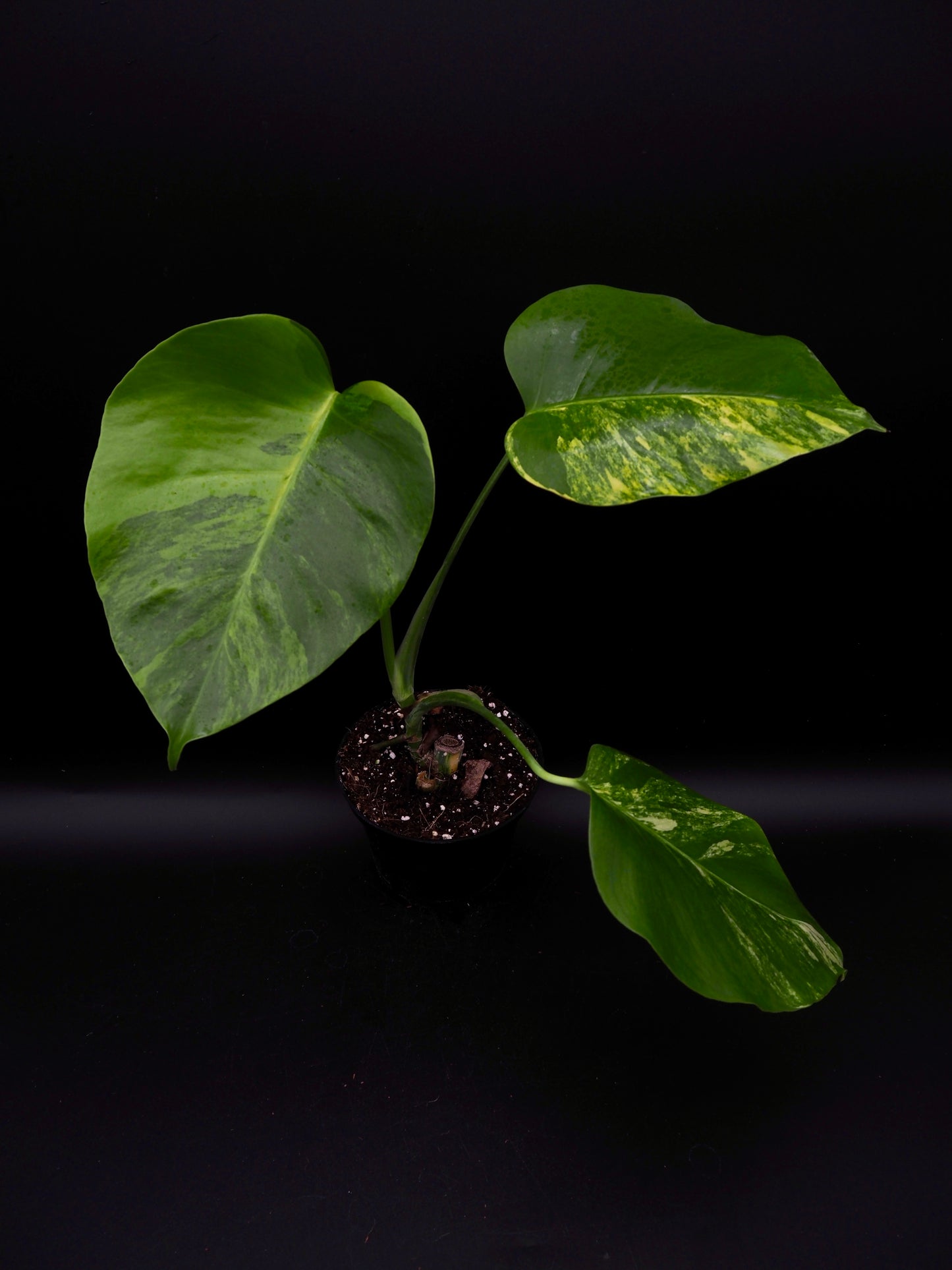 Monstera Borsigiana Aurea Variegata