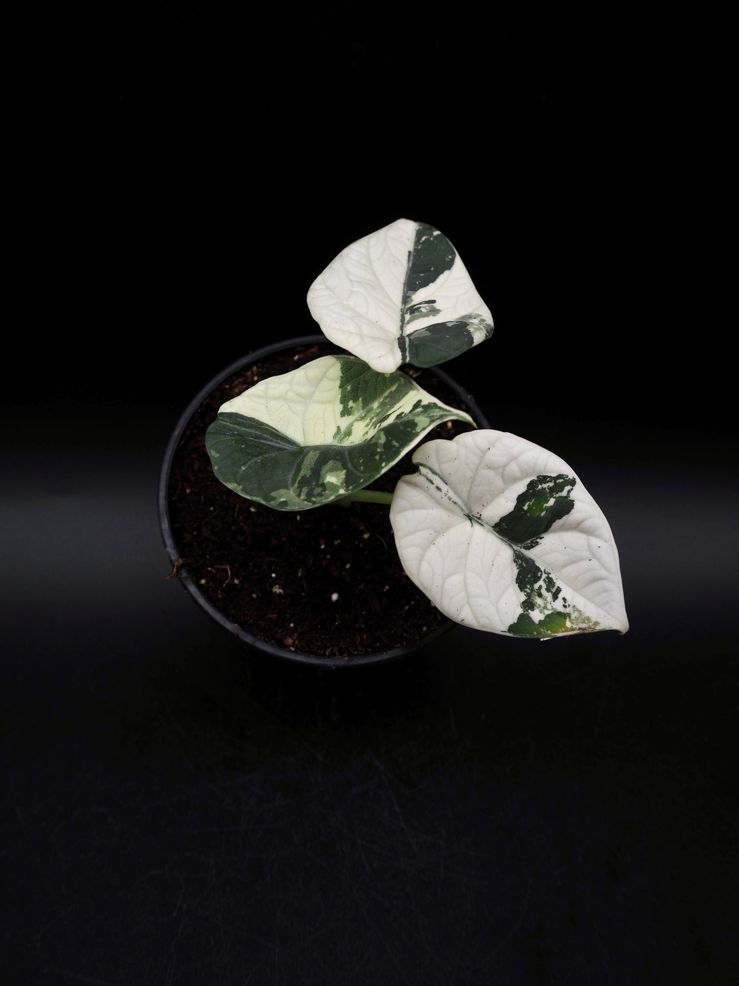 Alocasia Maharani Albo Variegata