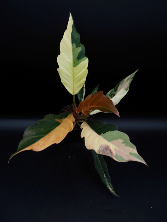Philodendron Caramel Marble