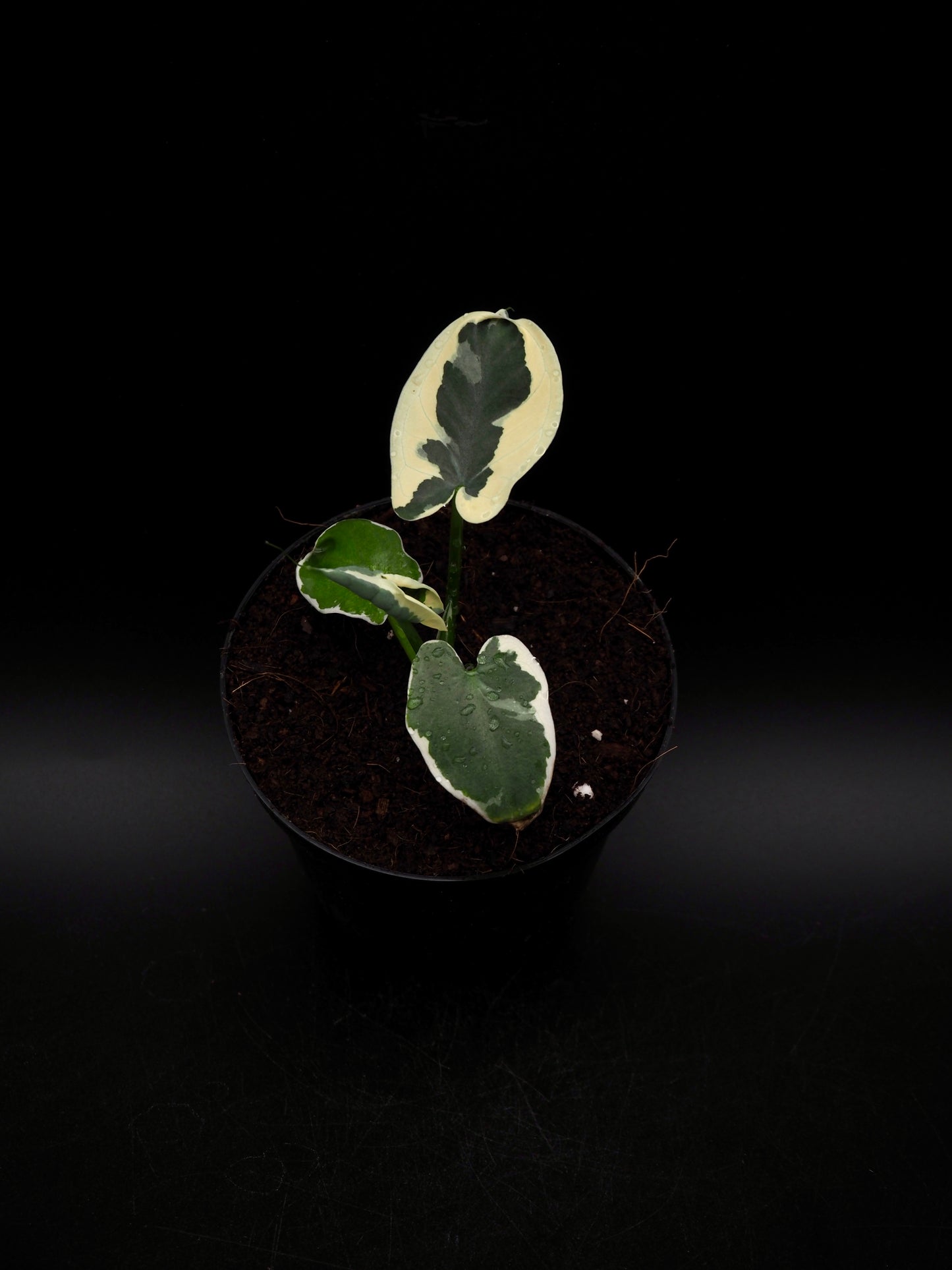 Colocasia Mickey Mouse