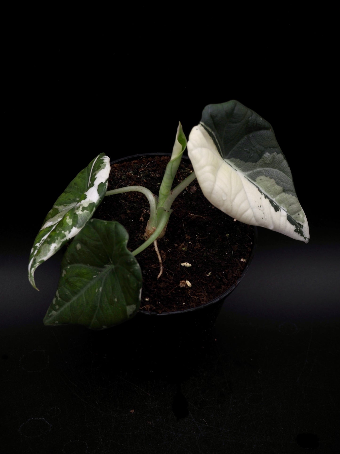 Alocasia Maharani Albo Variegata