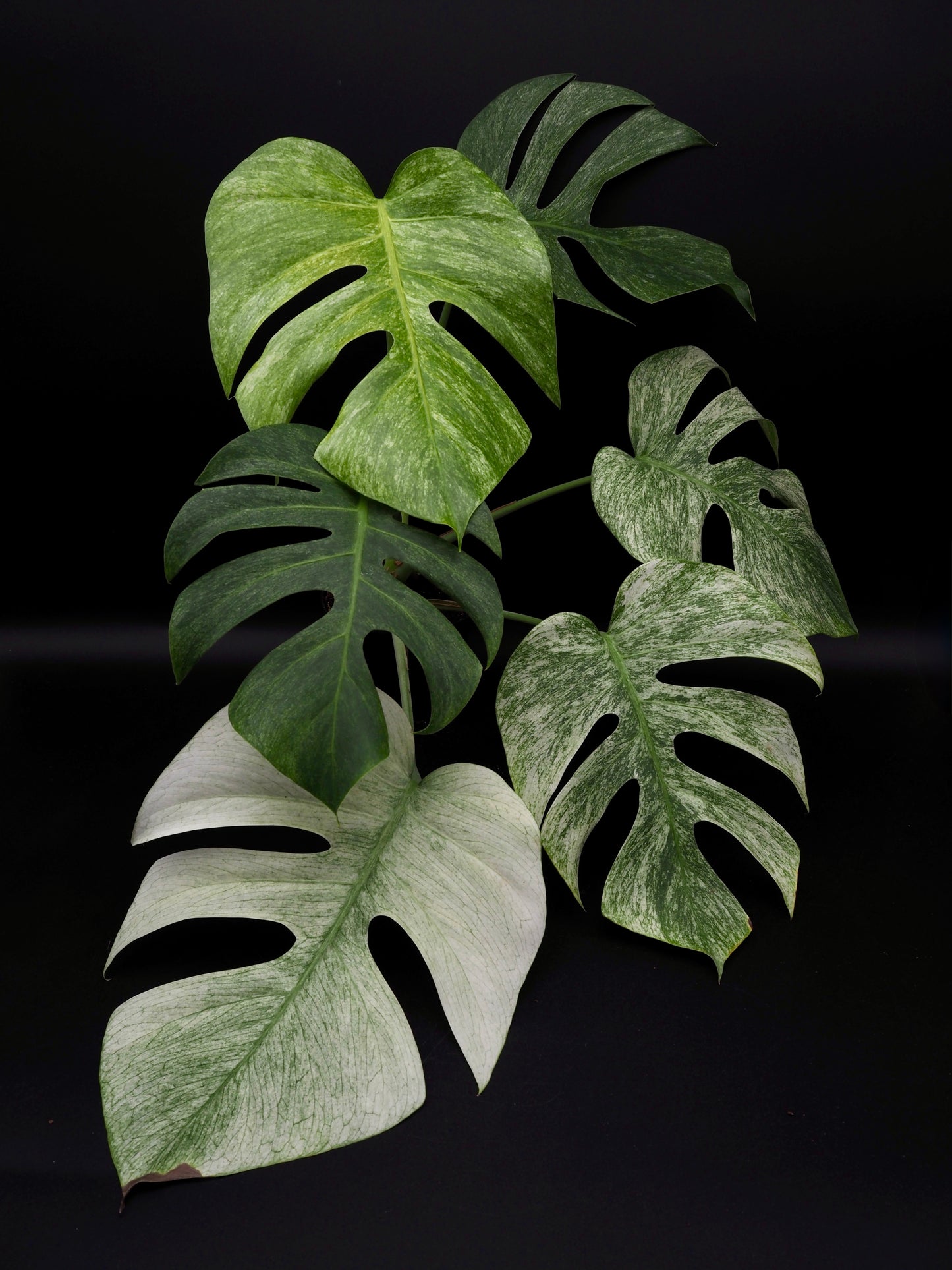 Monstera Jungle Full Mint