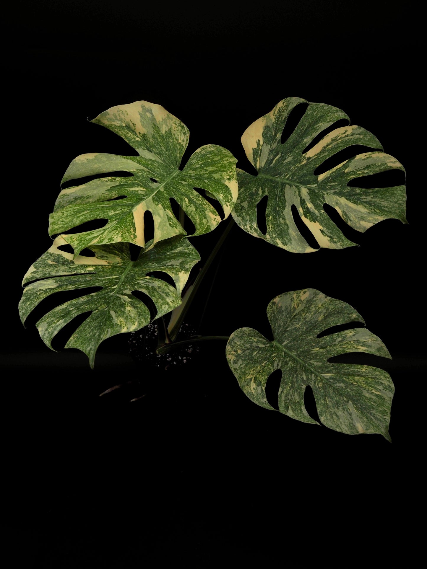 Monstera Thai Constellation Legacy