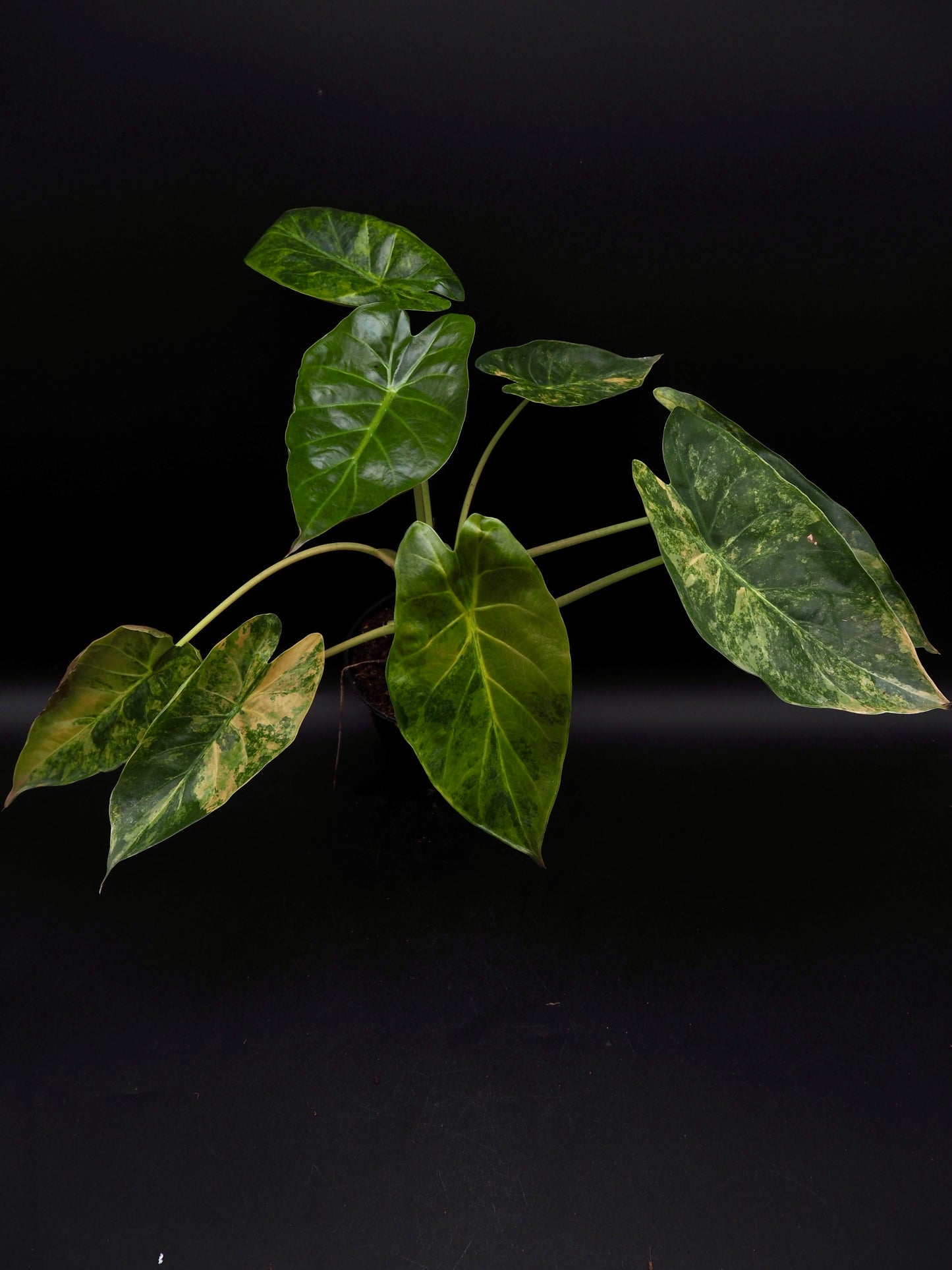 Alocasia Wentii Sunset Aurea