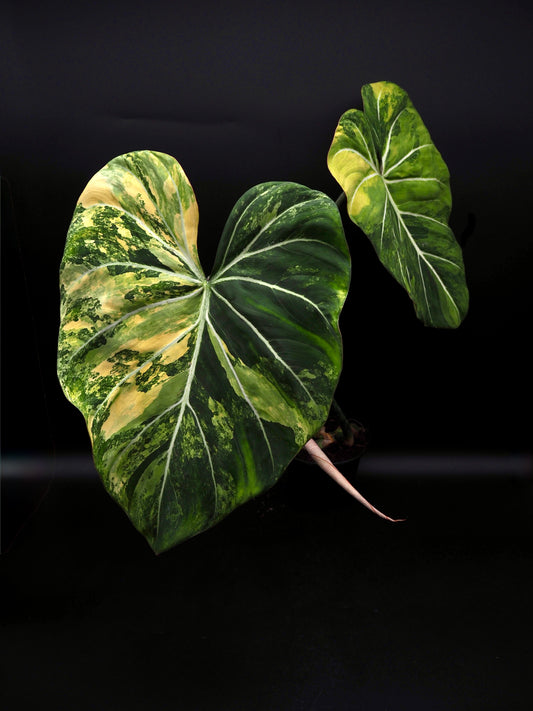 Philodendron Gloriosum Aurea