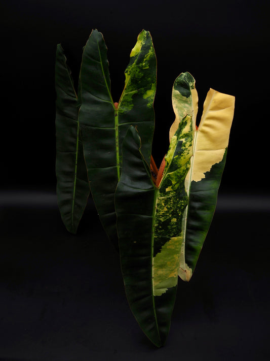 Philodendron Billietiae Variegata