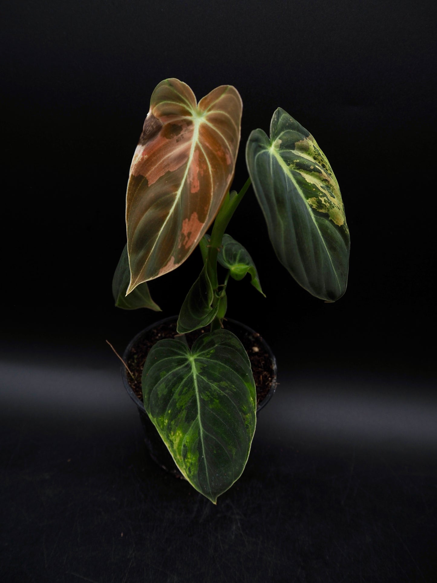 Philodendron Melanochrysum Variegata