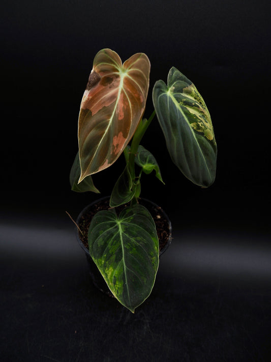 Philodendron Melanochrysum Variegata