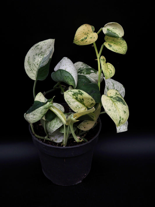 Scindapsus Jade Satin Marble