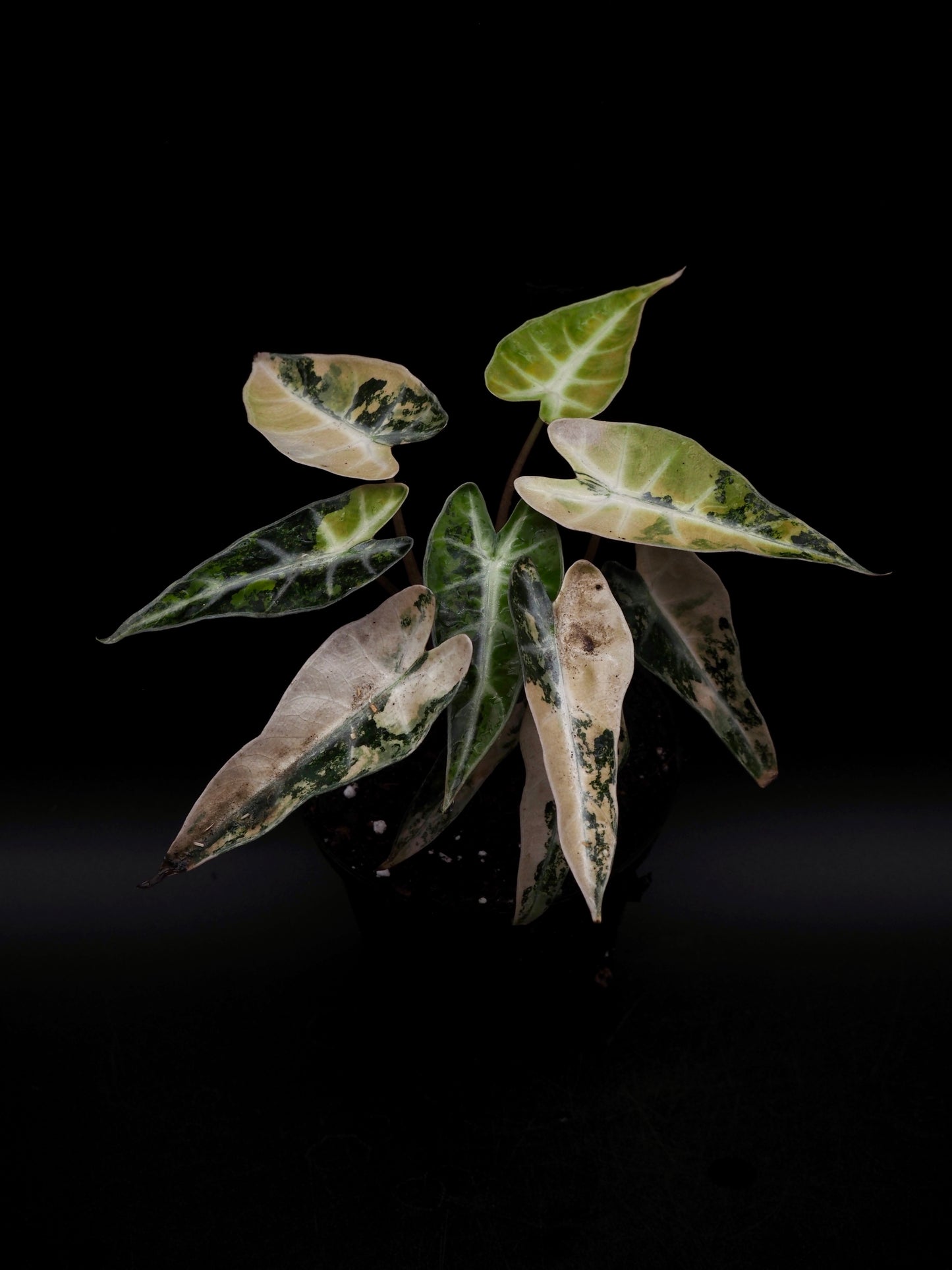 Alocasia Bambi Aurea