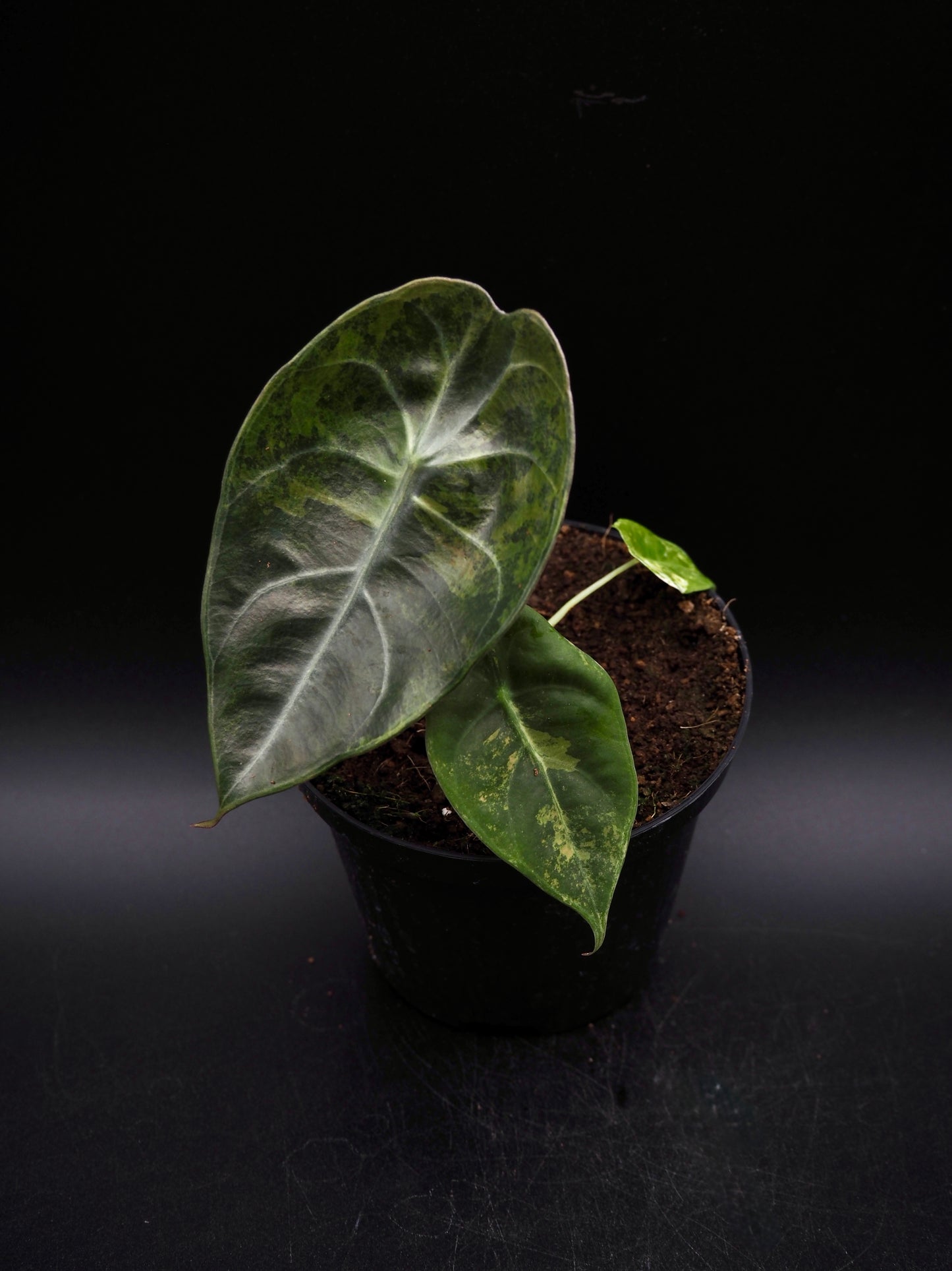 Alocasia Sedenii Aurea