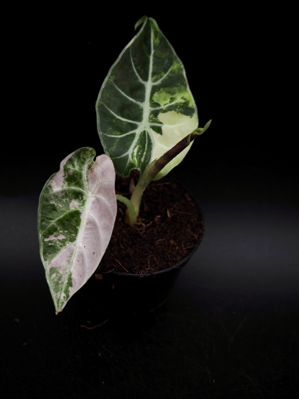 Alocasia Watsoniana Doff Albo/Pink