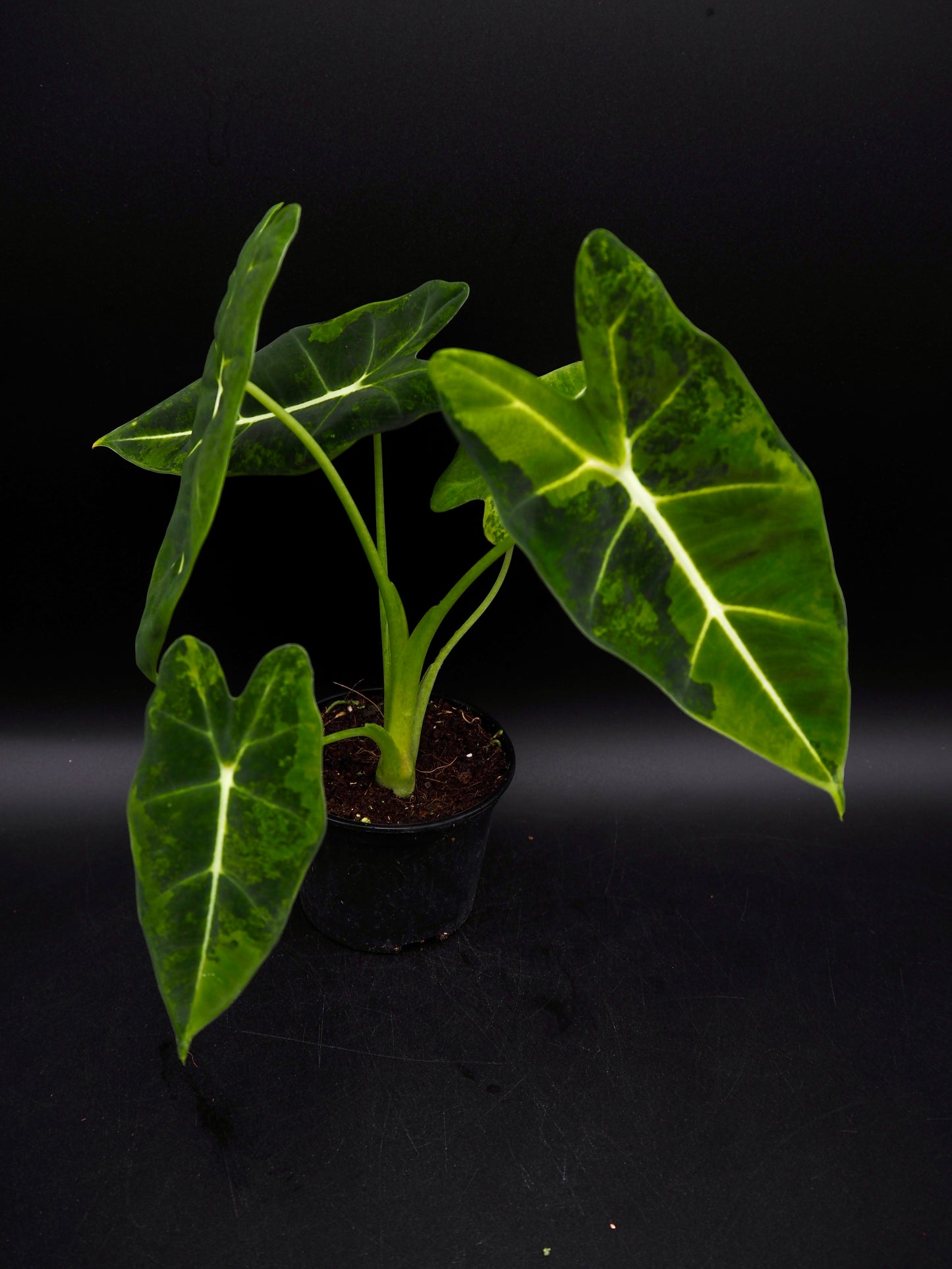 Alocasia Frydek gog