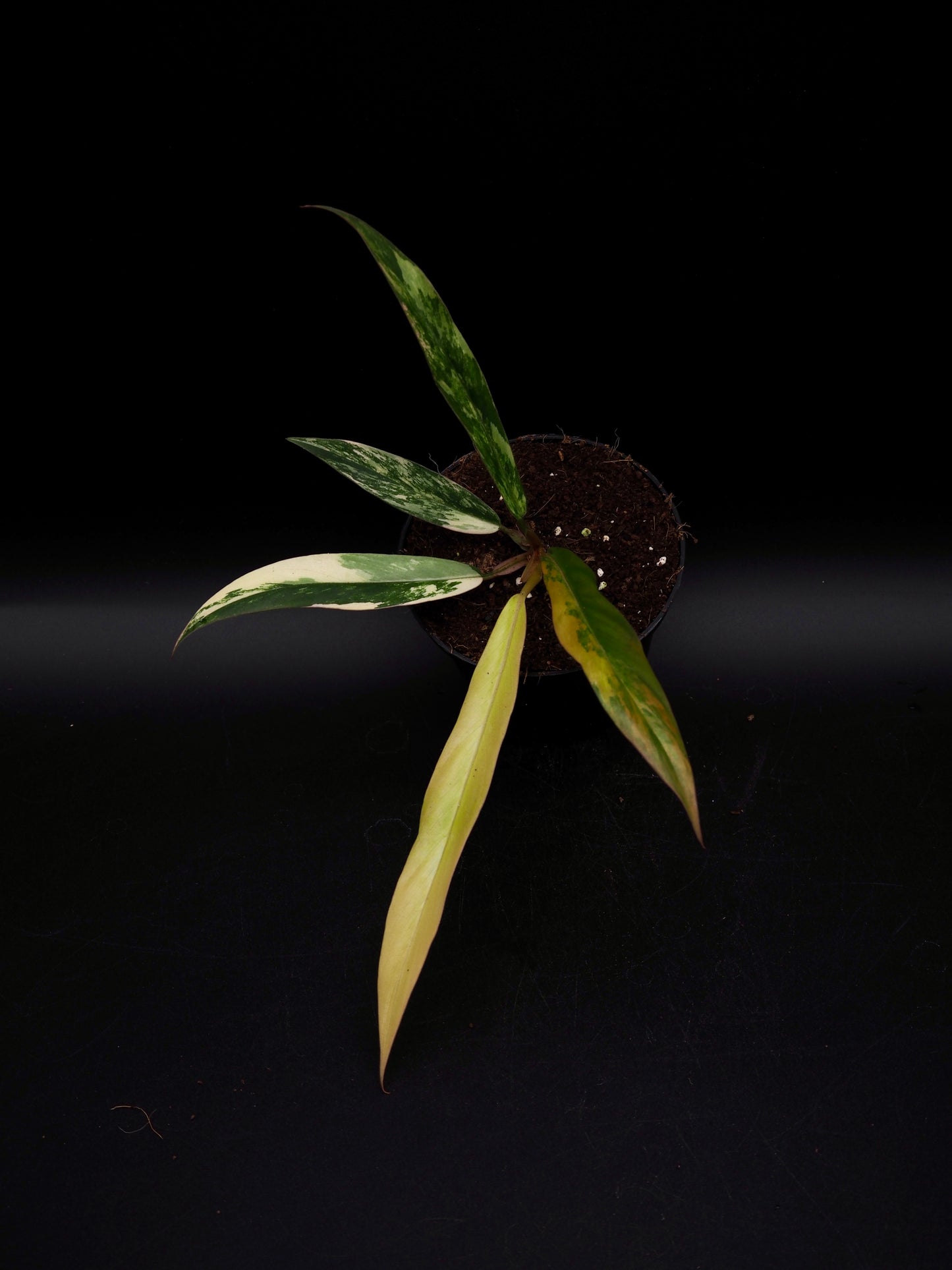 Philodendron Caramel Marble