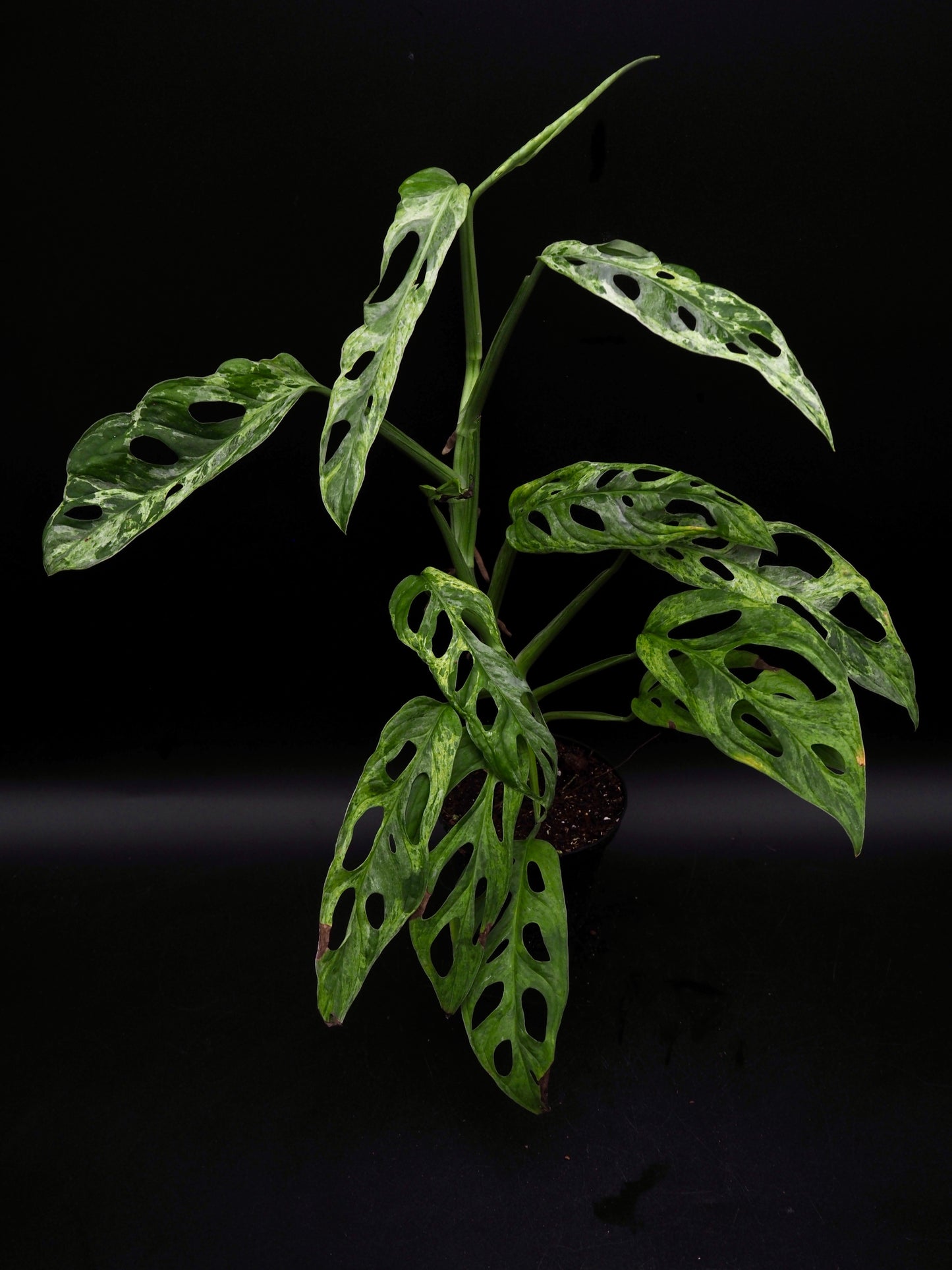 Monstera Adansonii Marbre indonésien