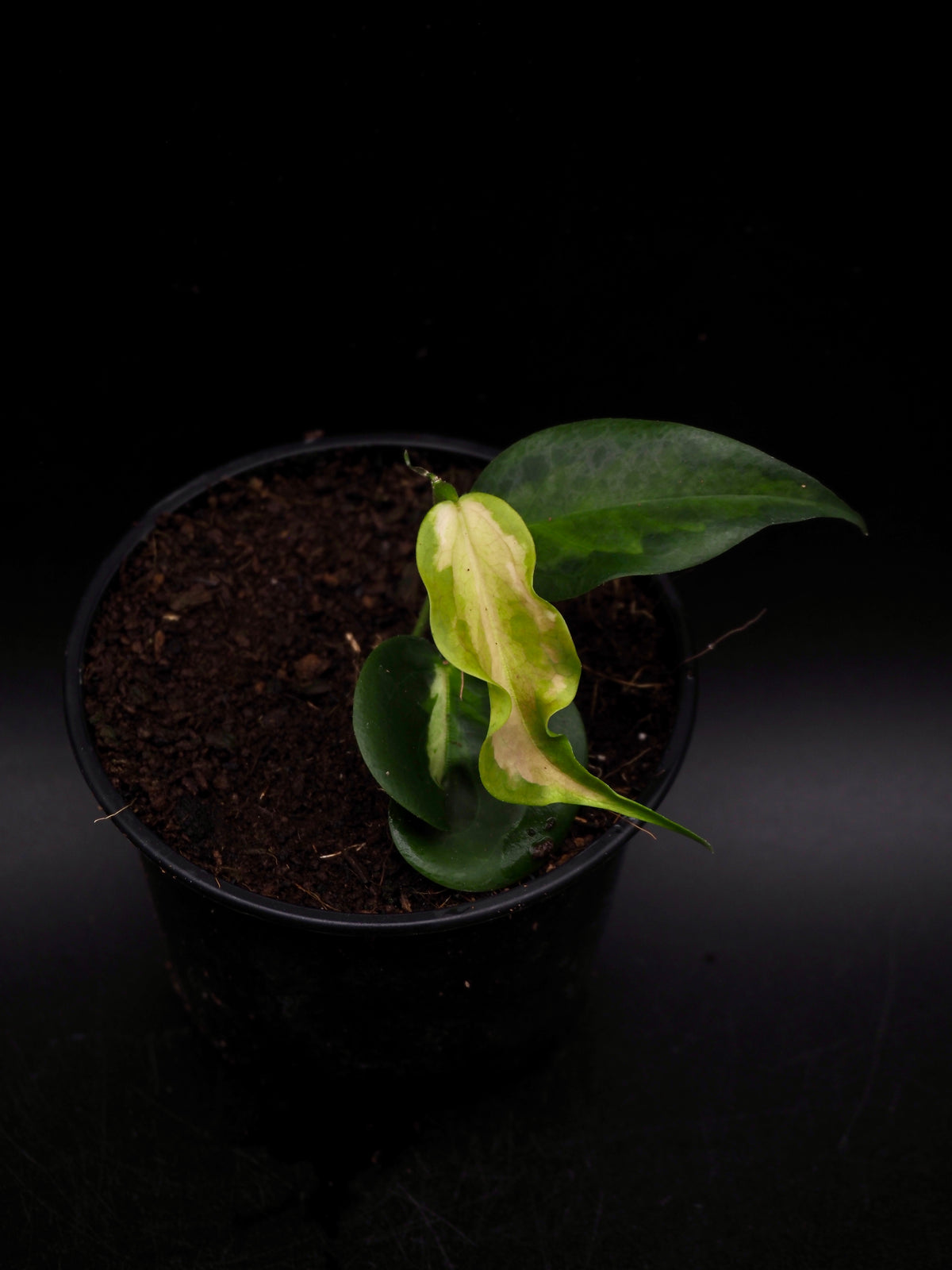 Hoya Kenejiana Variegata