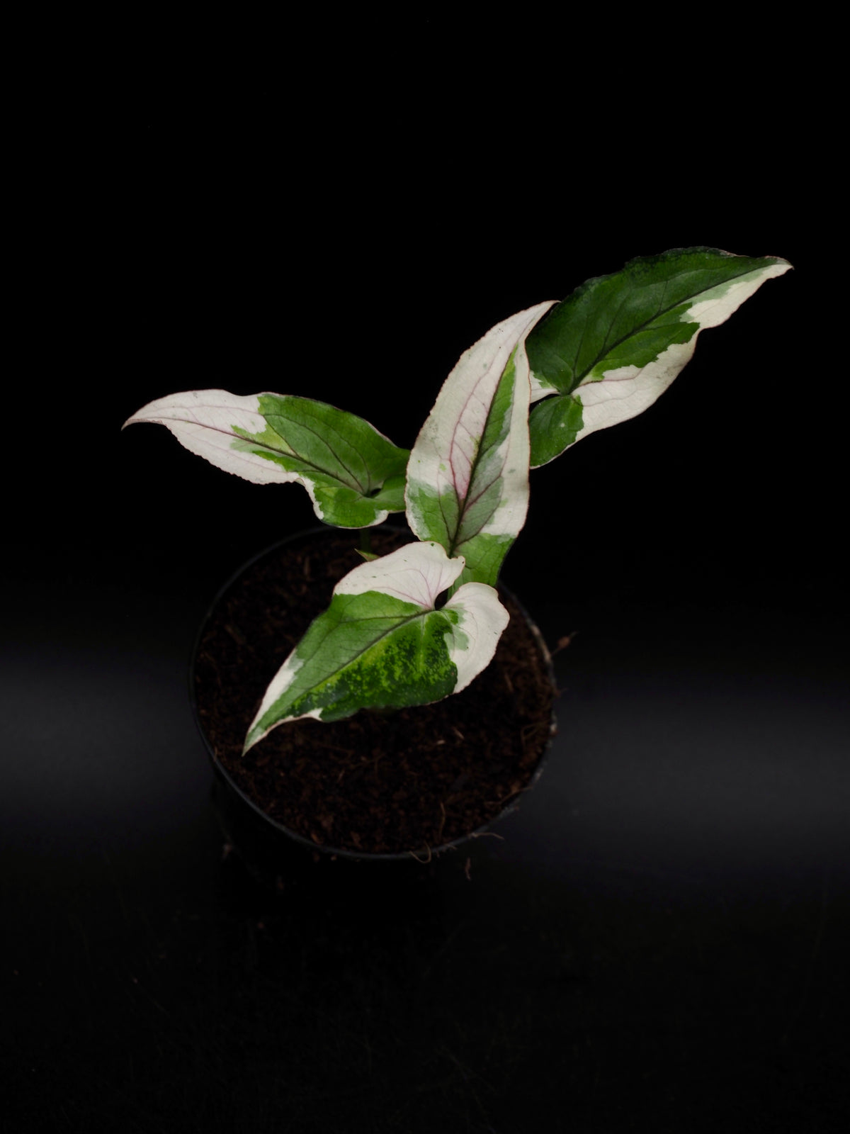 Syngonium White Princess