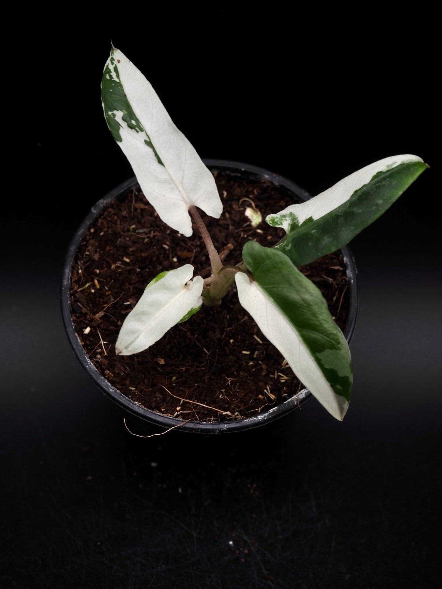 Alocasia Lauterbachiana Albo Variegata