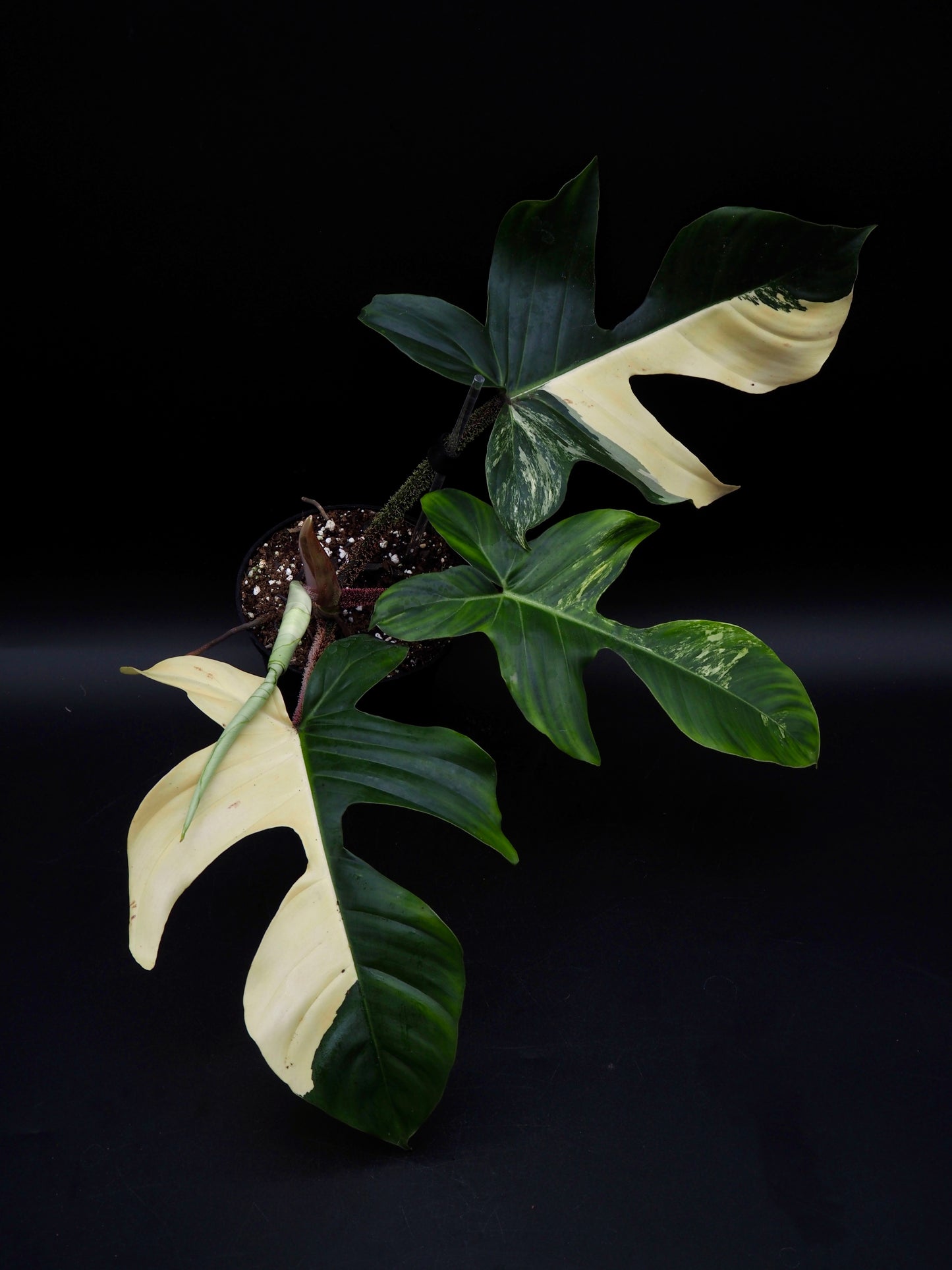 Philodendron Squamiferum Aurea Variegata