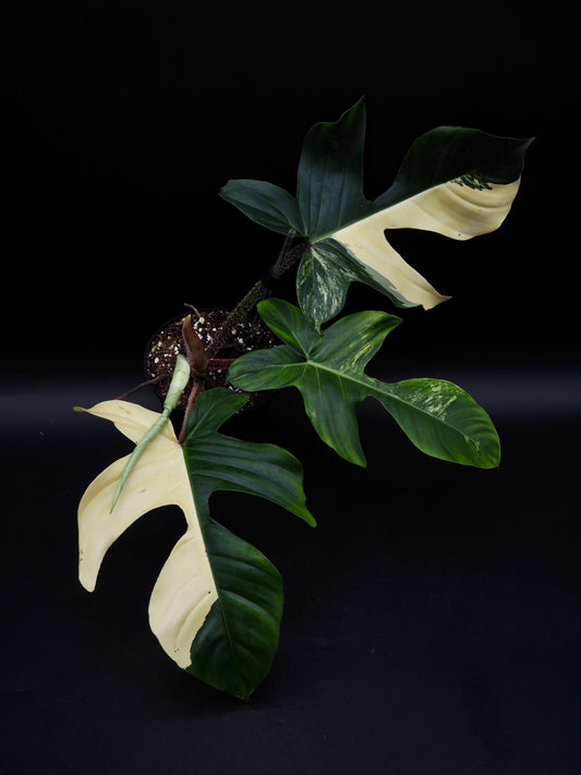 Philodendron Squamiferum Aurea Variegata