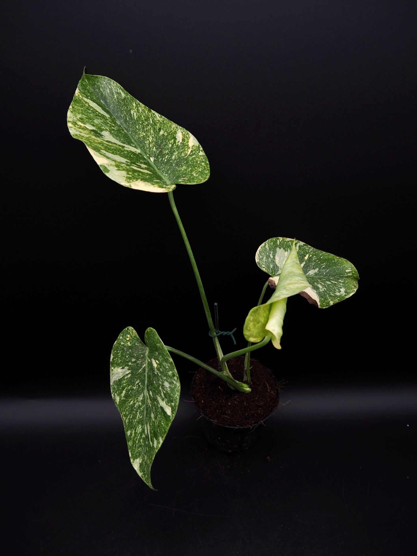 Monstera Thai Constellation Legacy