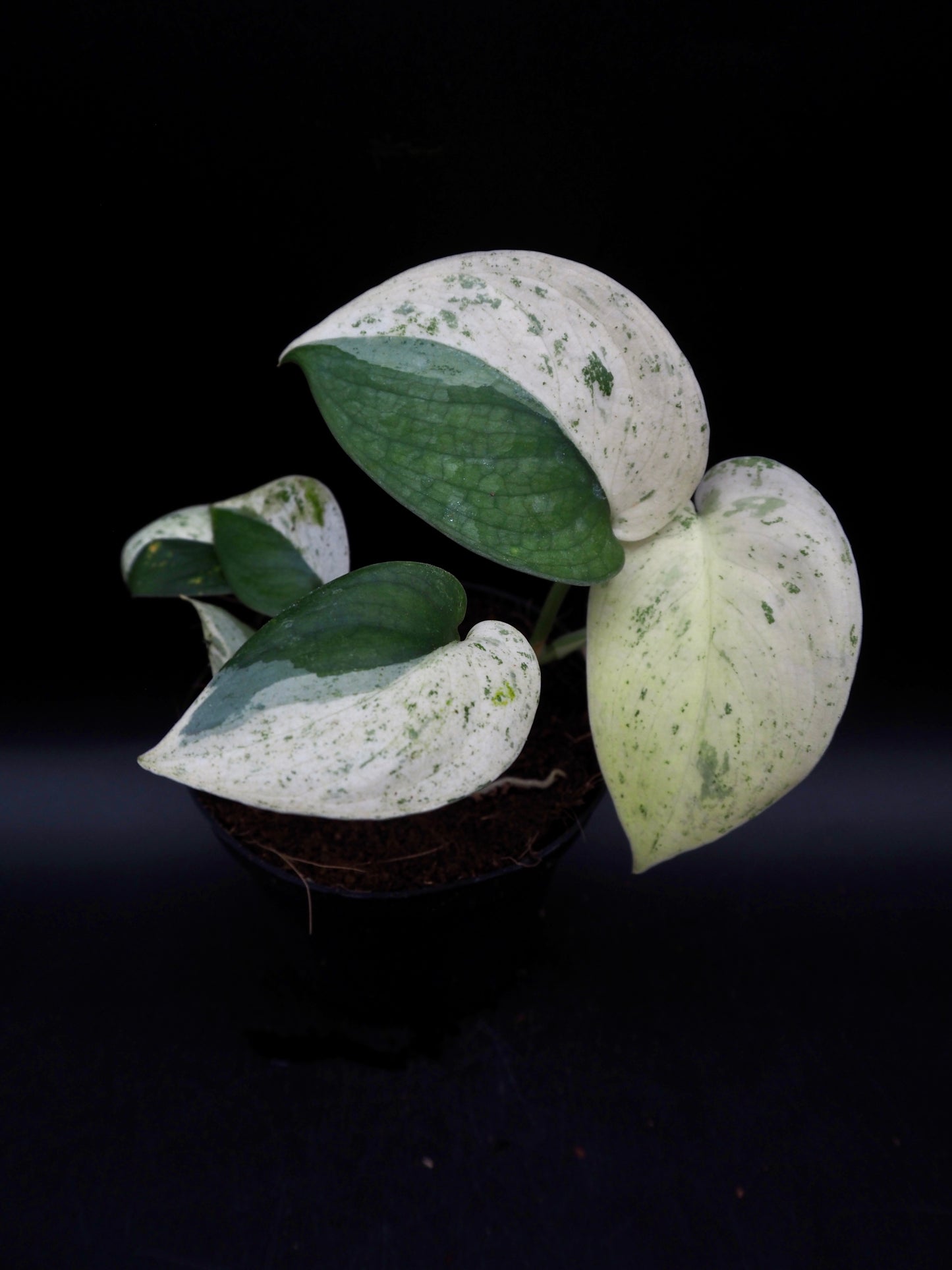 Scindapsus Jade Satin Marble