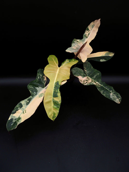 Philodendron Brown Beauty Black Billie X Flobe