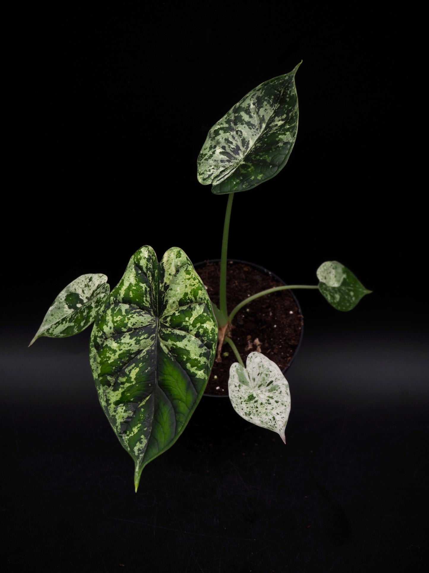 Alocasia Dragon Scale Mint Variegata