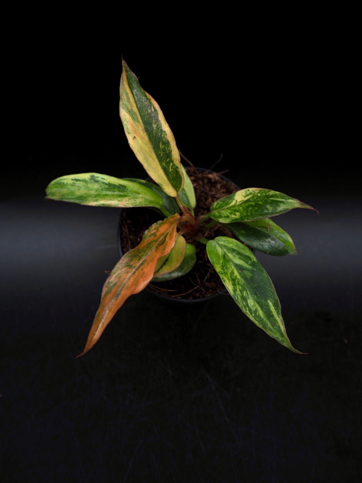 Philodendron Caramel Marble Fire Tiger