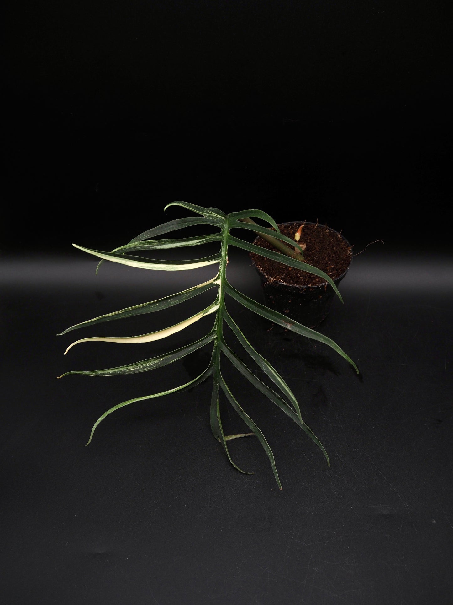 Philodendron Tortum Aurea