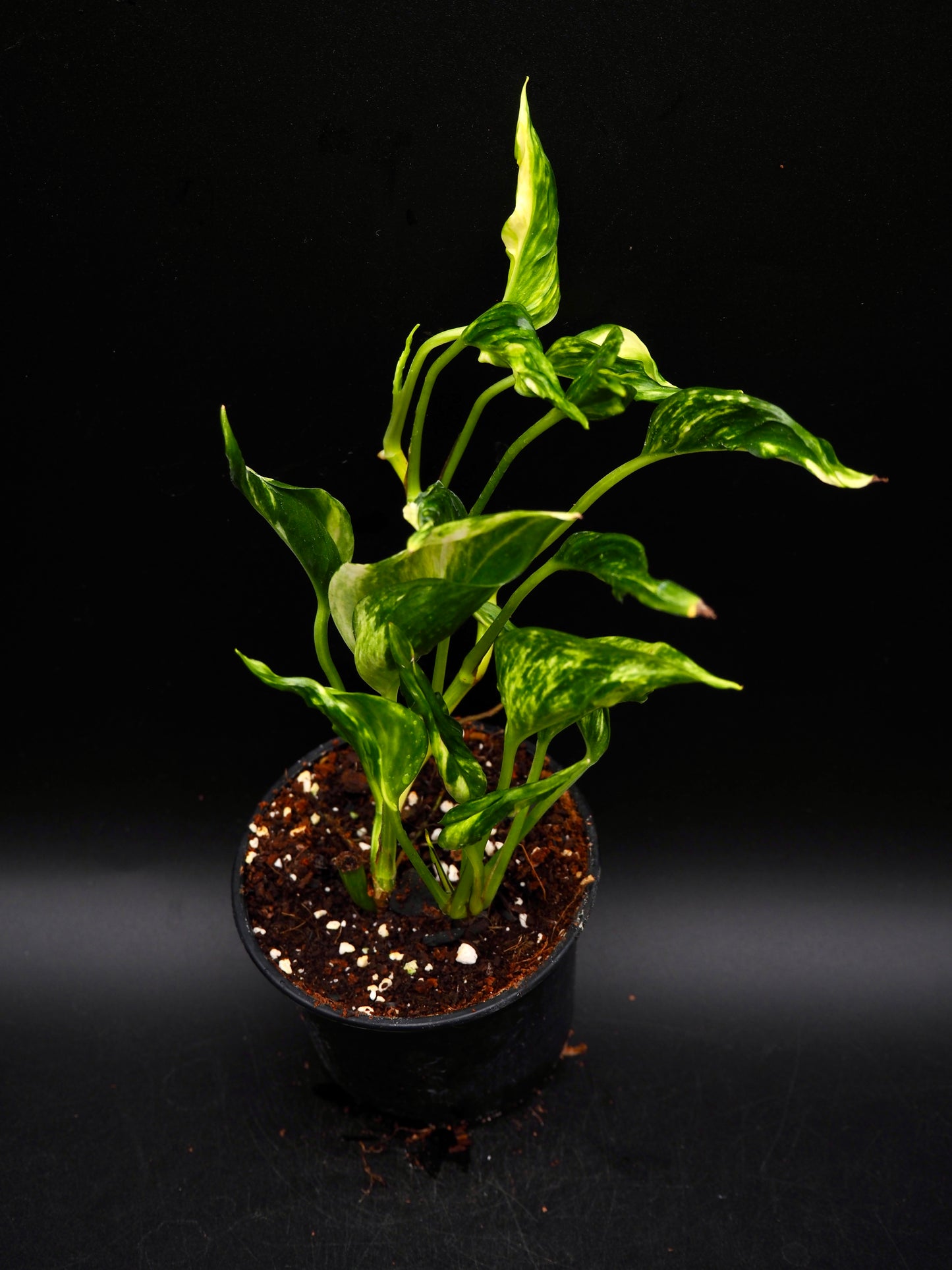Epipremnum aureum Shangri La Variegata