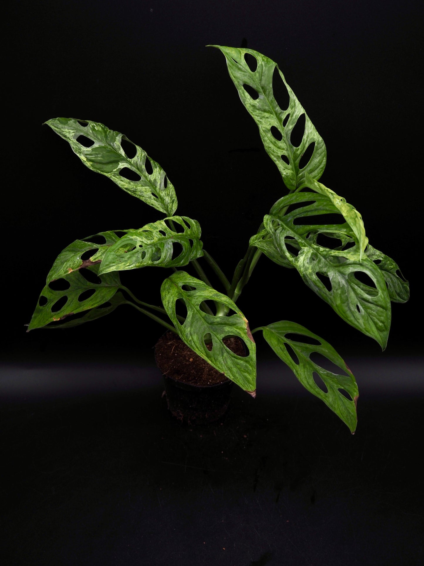 Monstera Adansonii Marbre indonésien