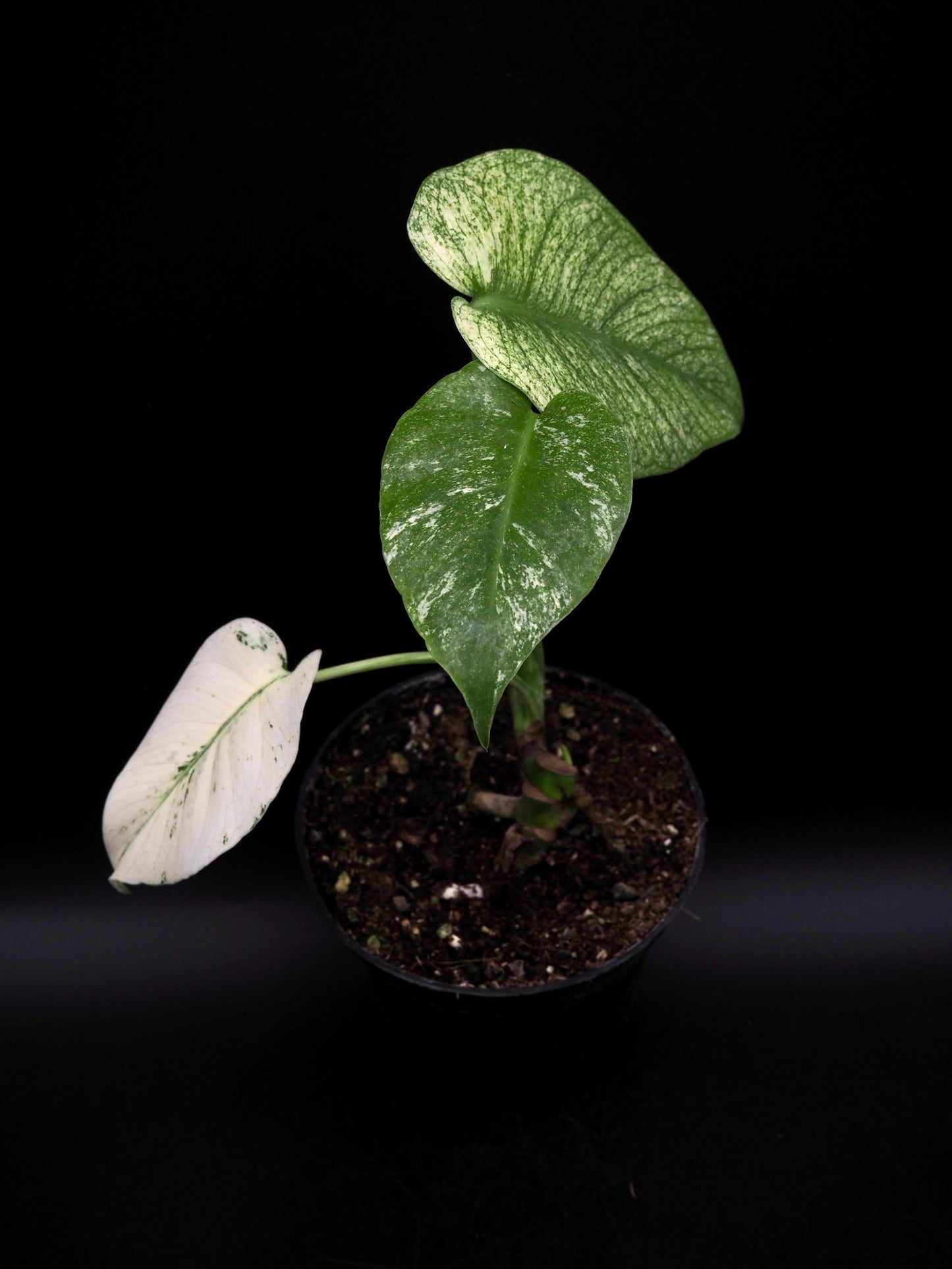 Monstera Deliciosa White Monster