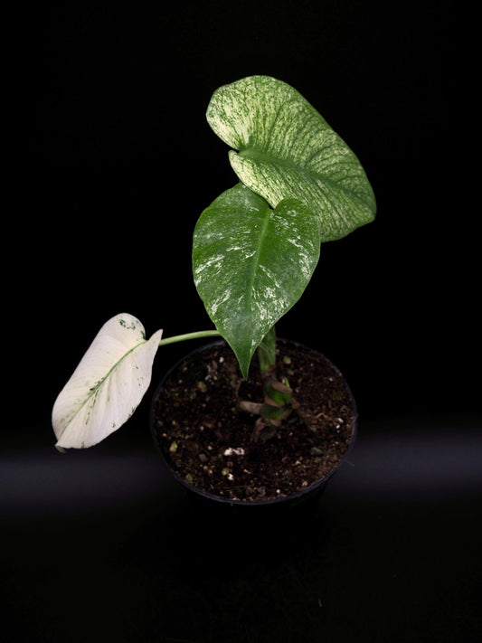 Monstera Deliciosa Monstre Blanc