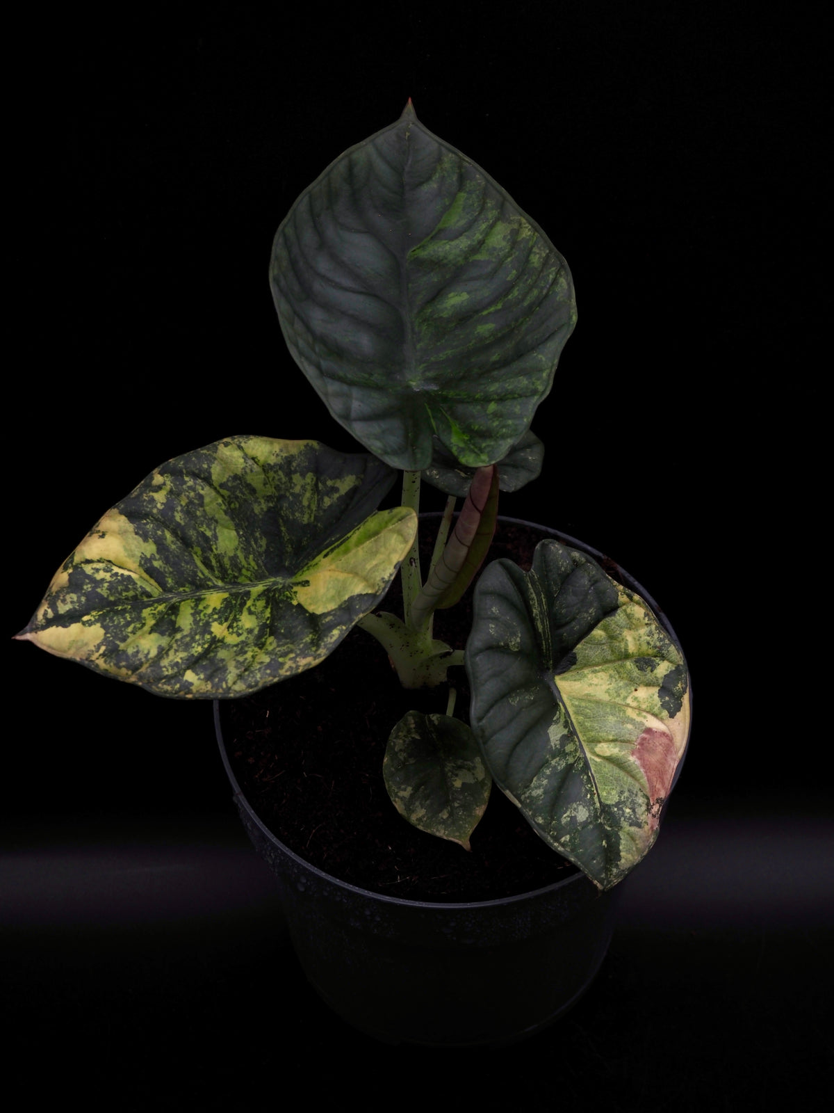 Alocasia Nebula Aurea