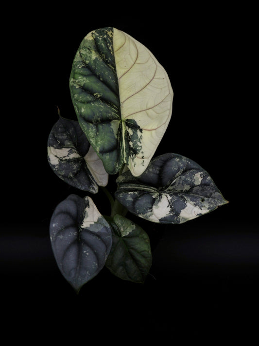 Alocasia Silver Dragon Albo