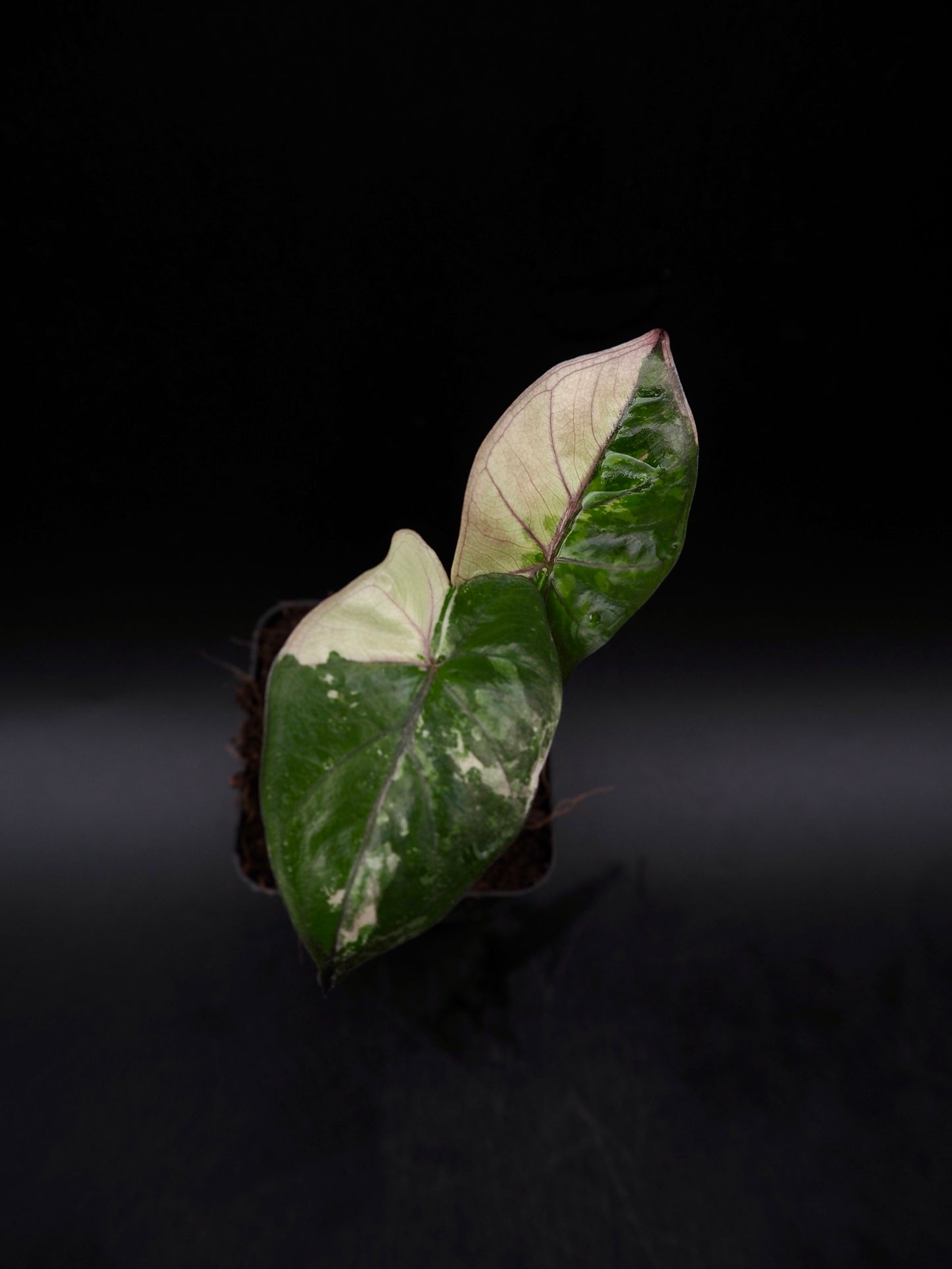 Alocasia Yucatan Princess Pink