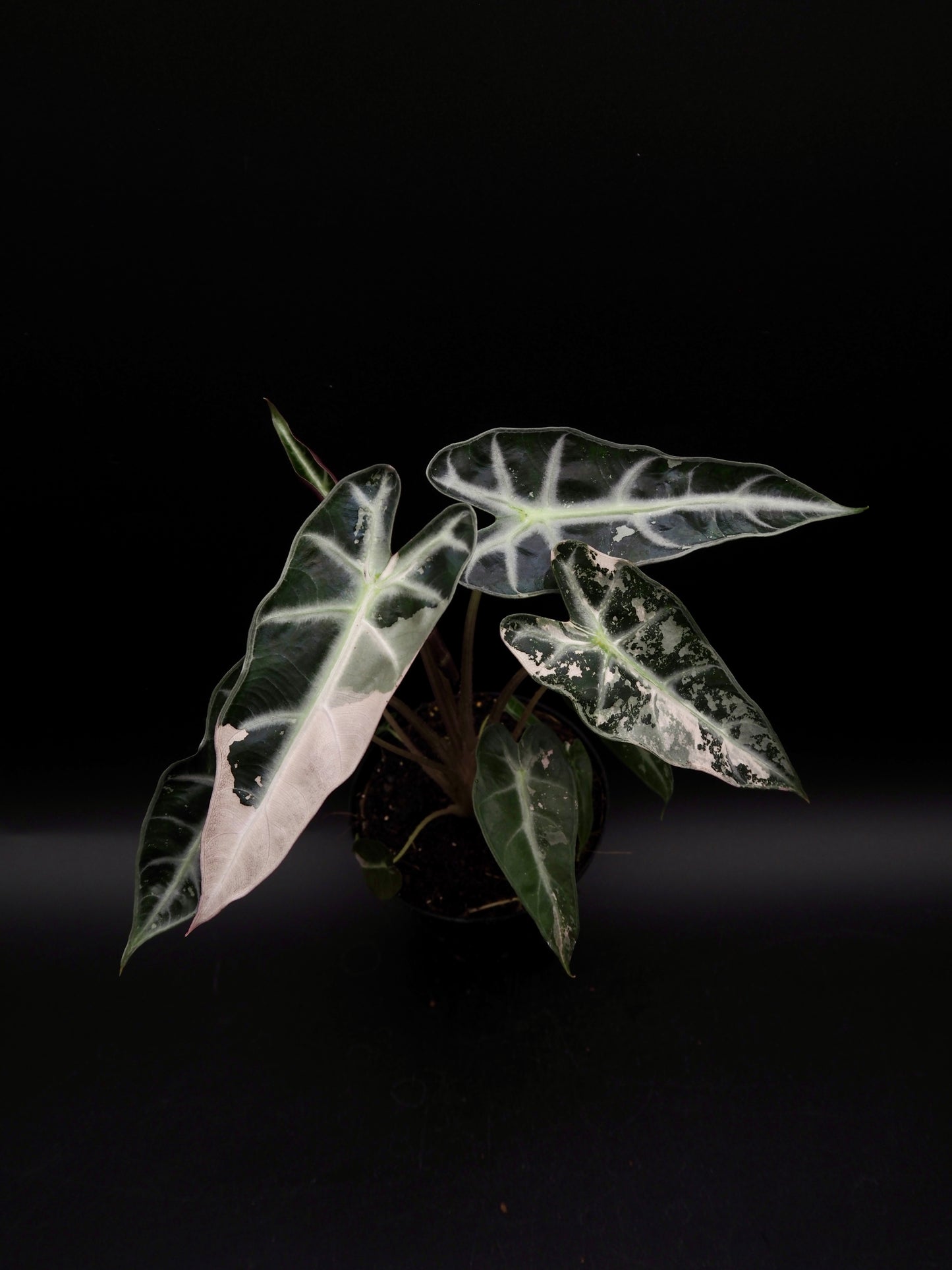 Alocasia Bambino Pink Variegata