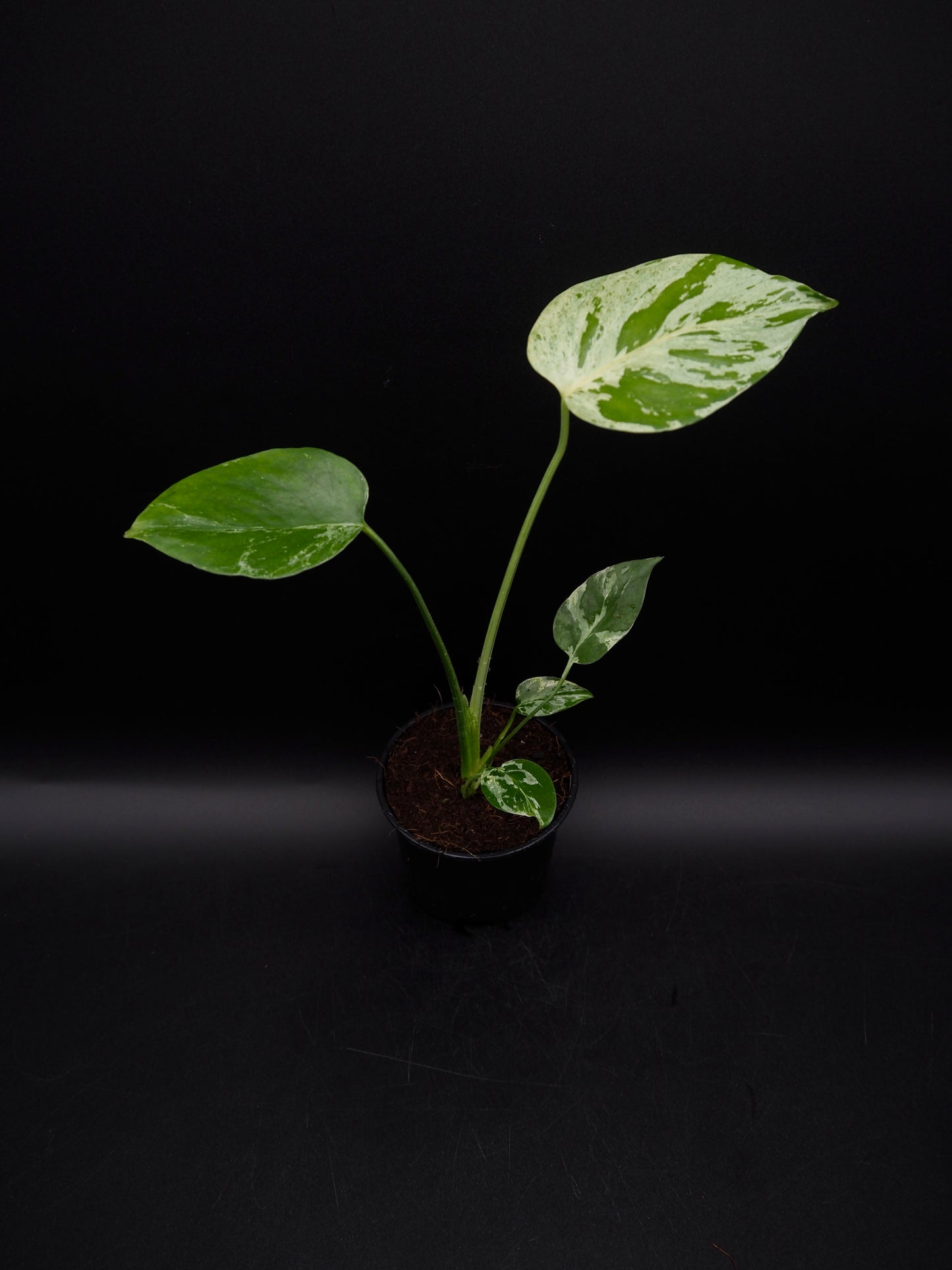 Monstera Bulbasaur
