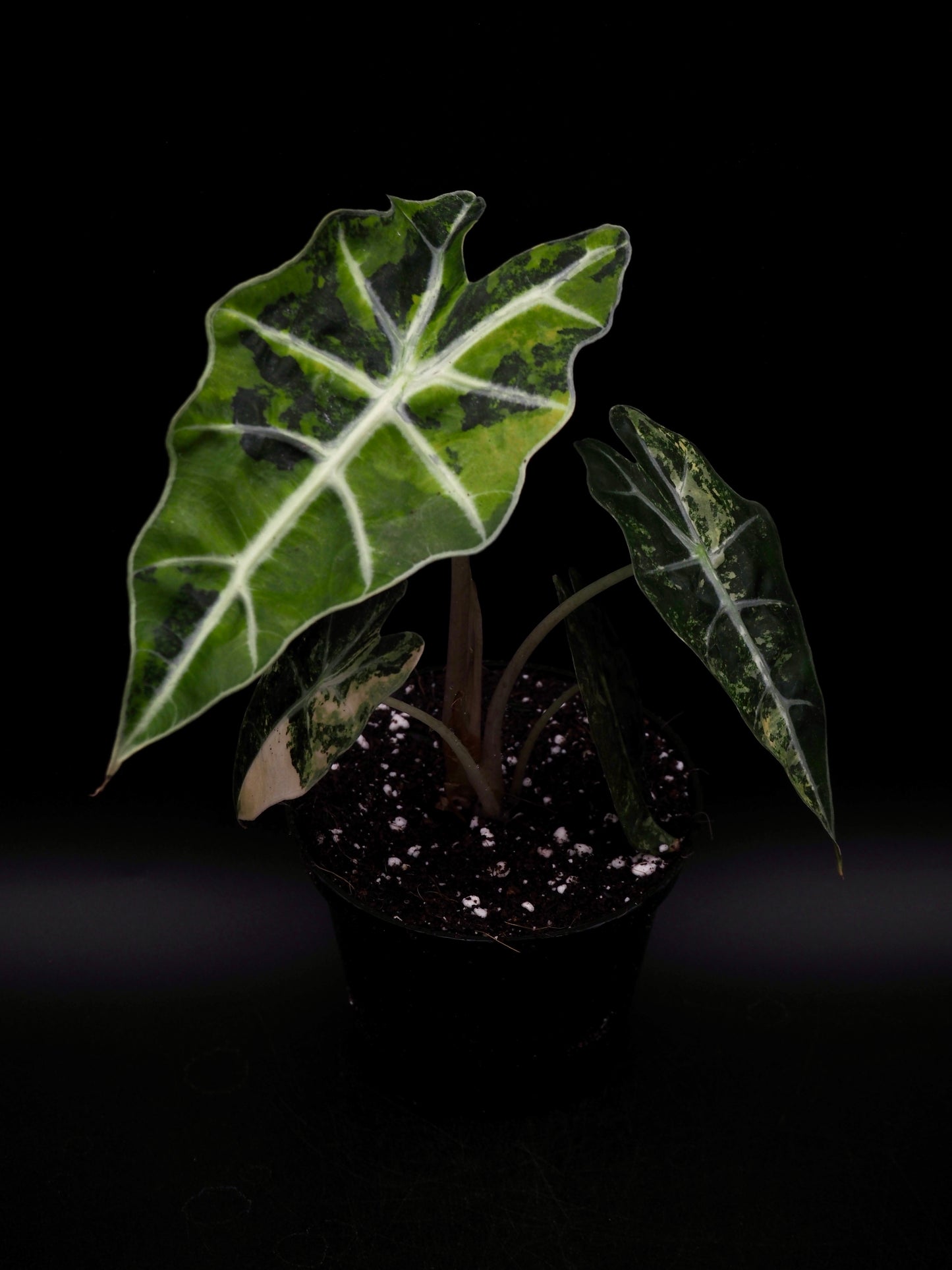 Alocasia Polly Aurea