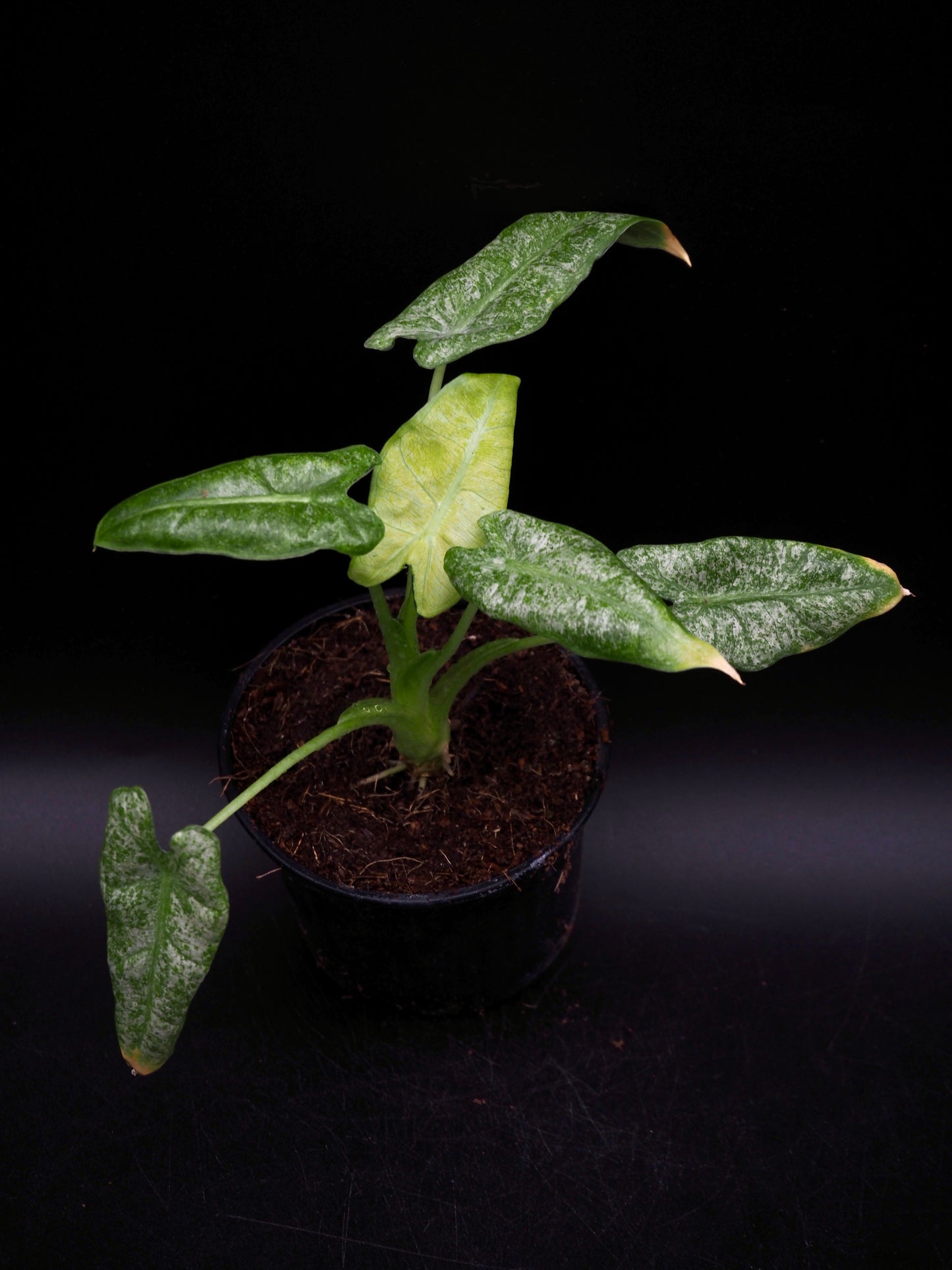 Alocasia Frydek Mint
