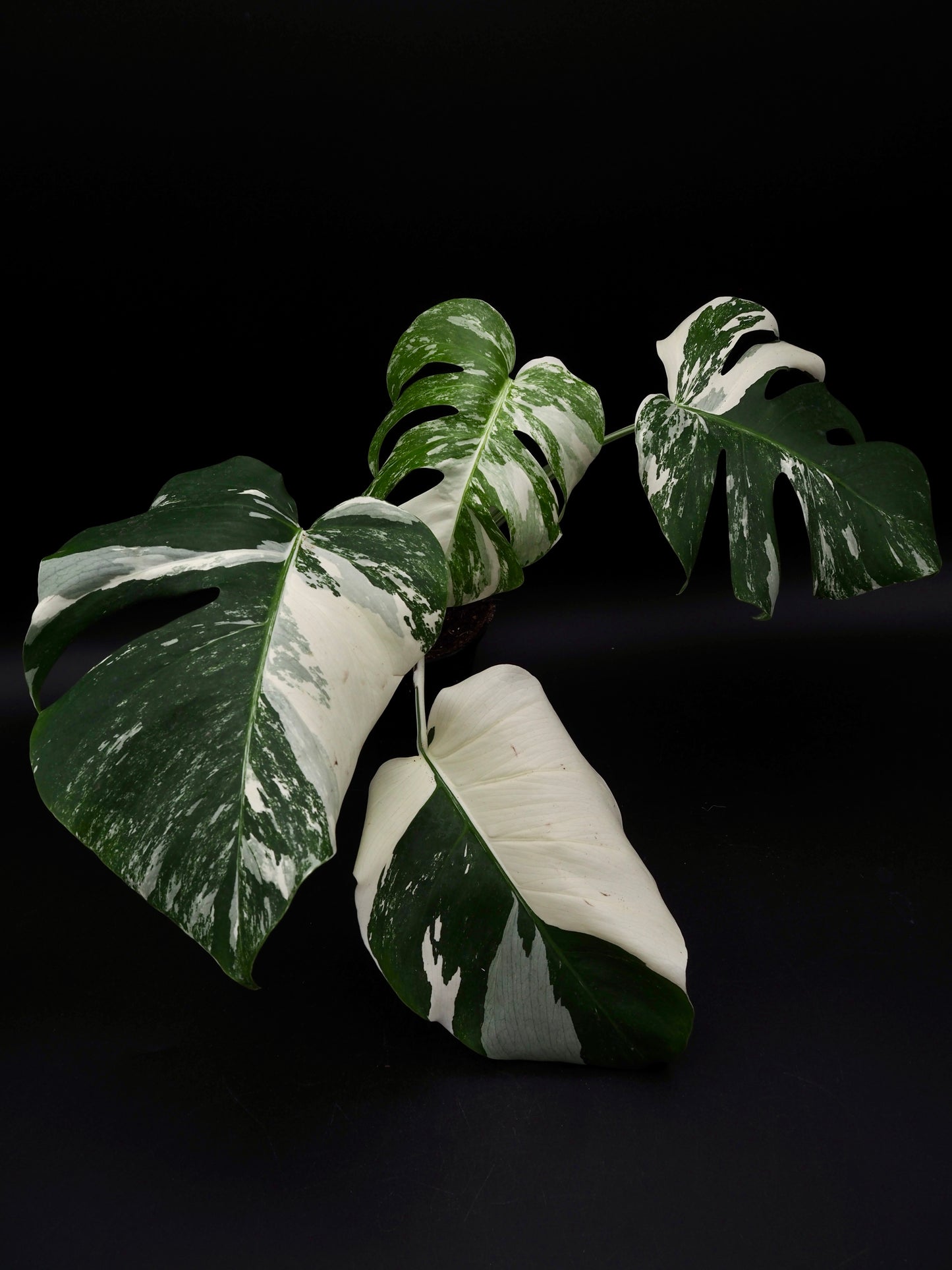 Monstera Borsigiana Albo Variegata