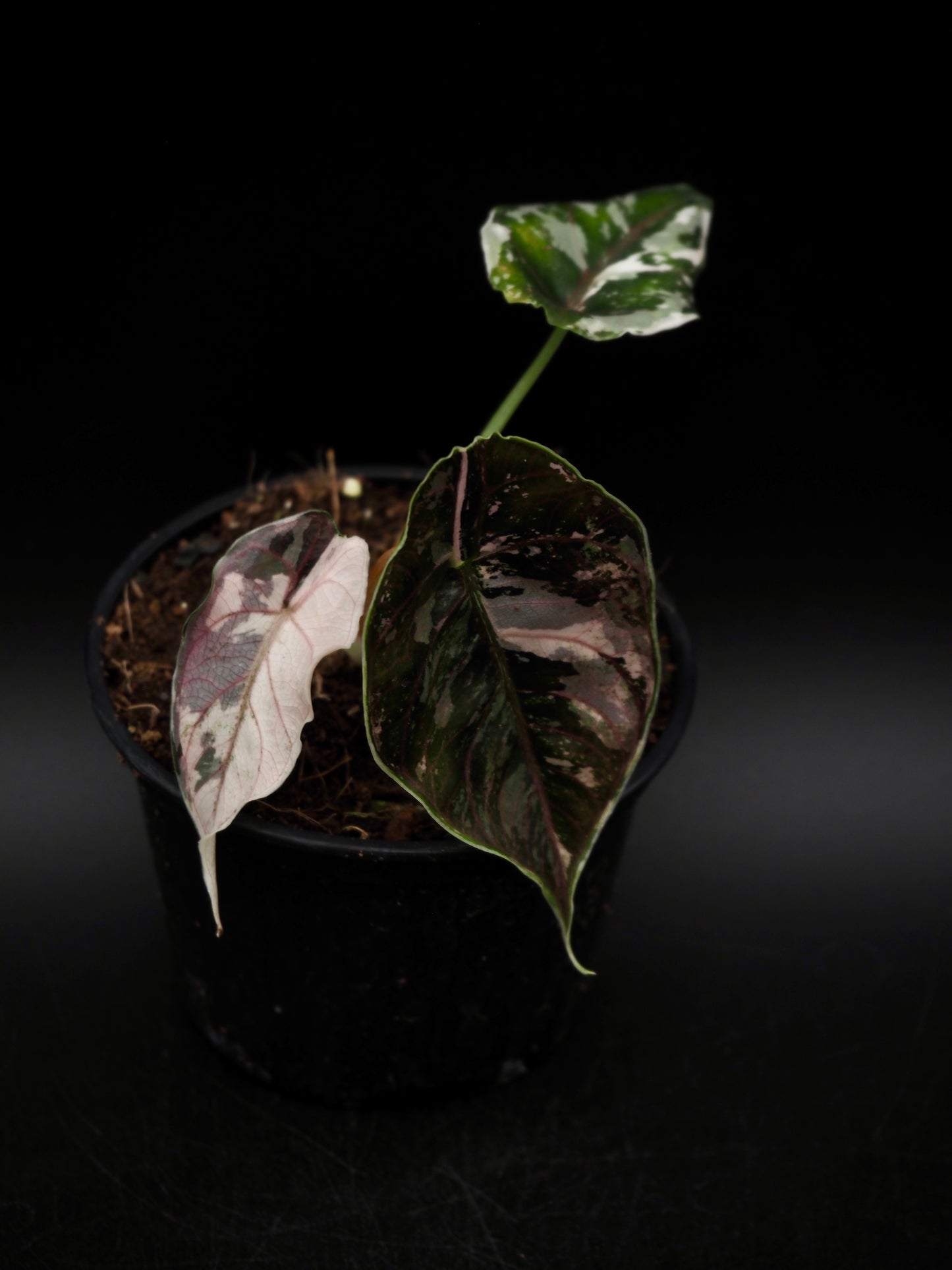 Alocasia Azlanii Pink