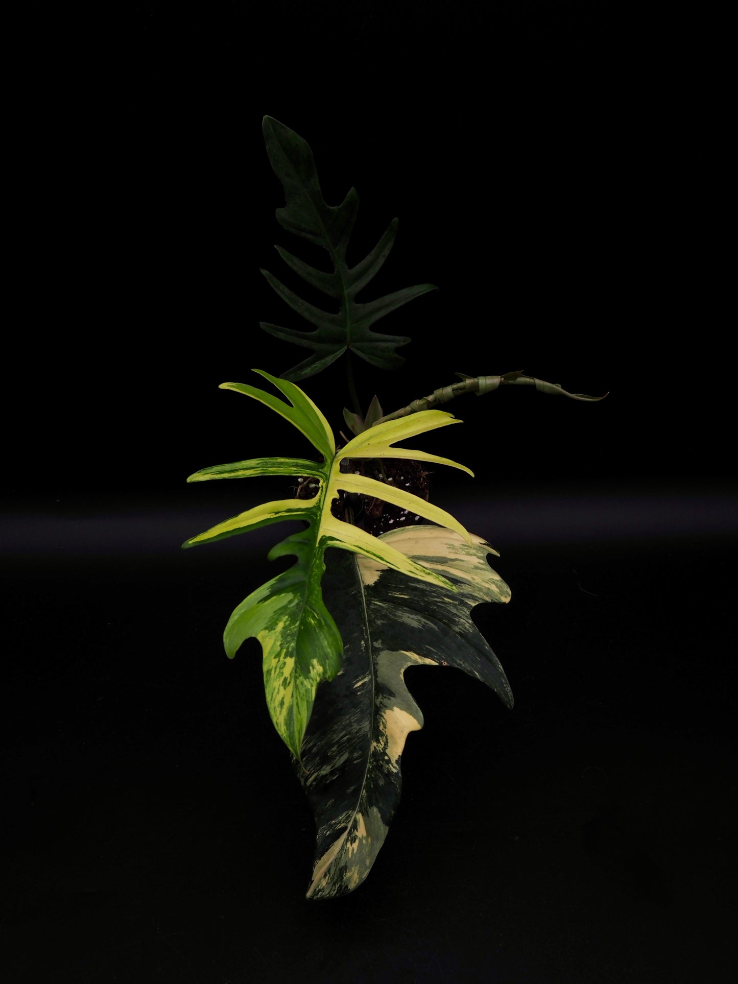 Philodendron Florida Beauty X Tortum