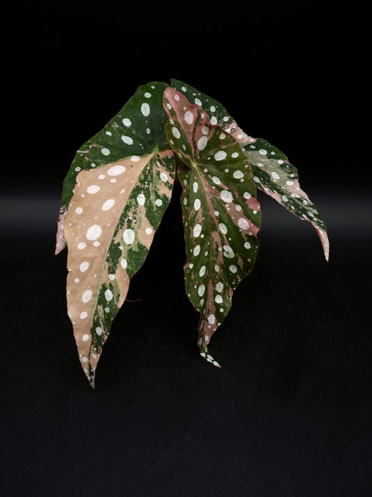 Begonia Maculata Pink Variegata