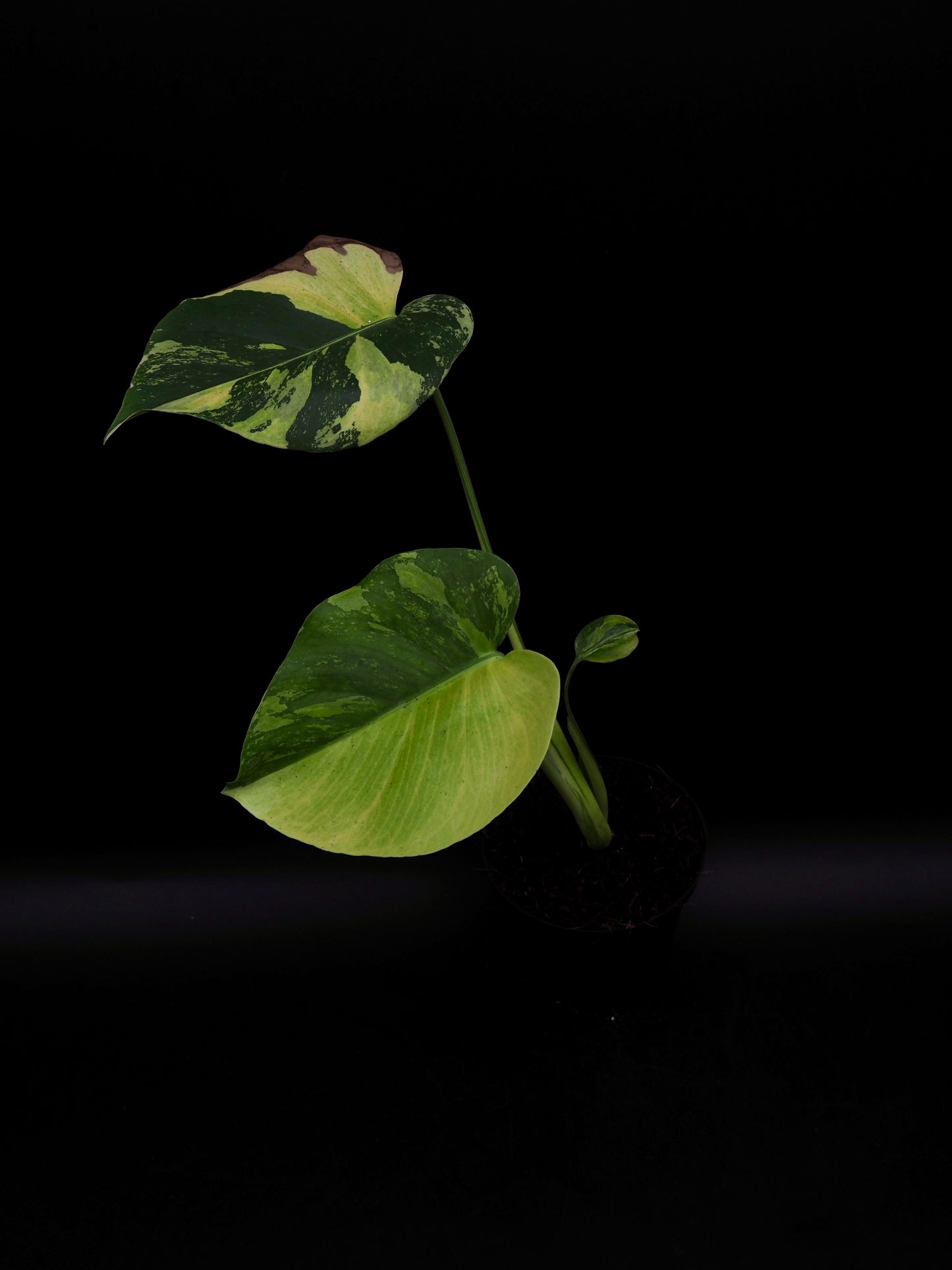 Monstera Deliciosa Lemon Pom Pom