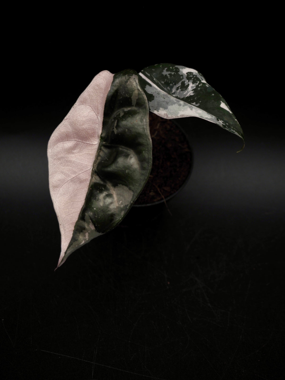 Alocasia Chantrieri Pink Variegata